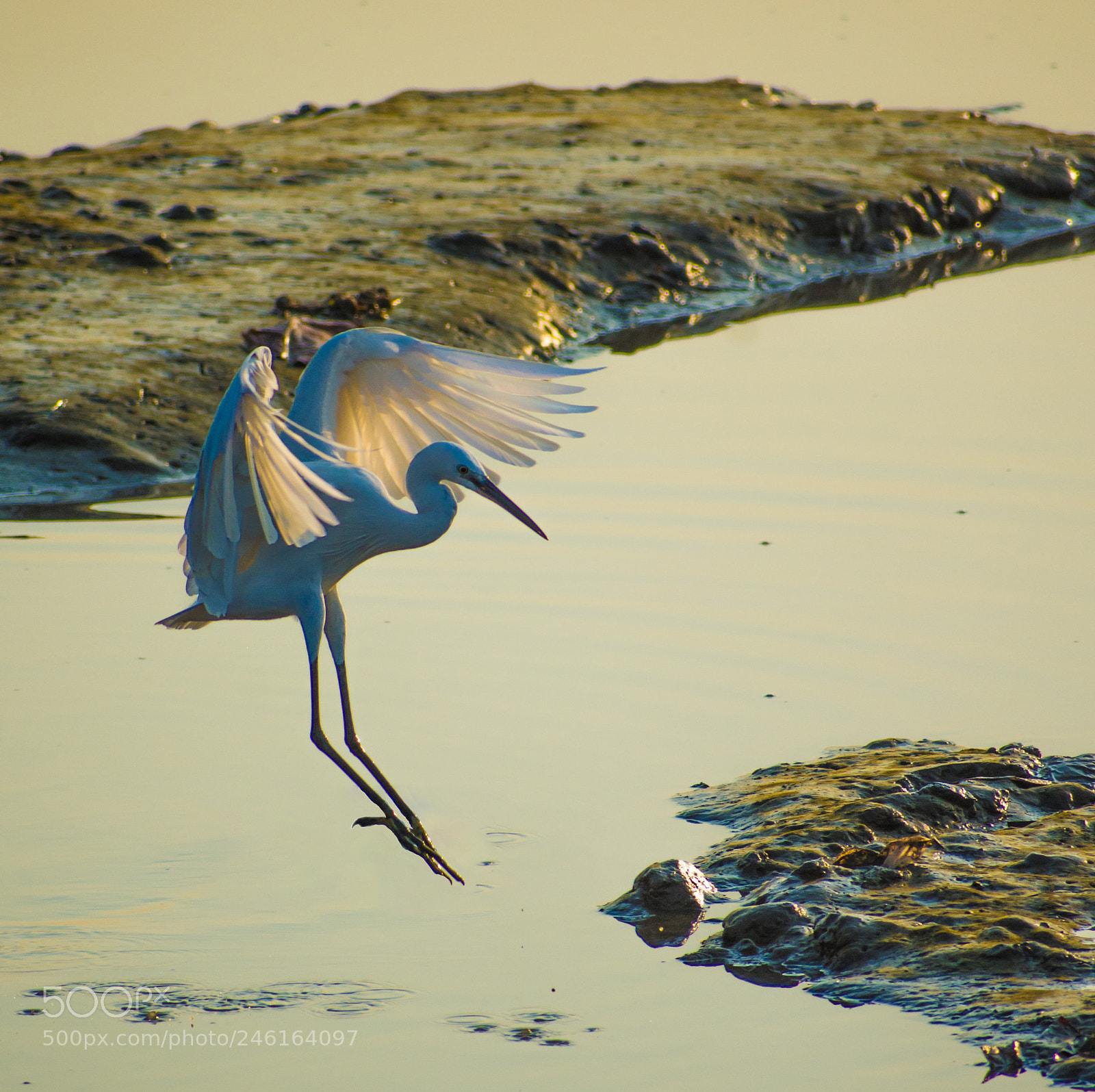 Nikon D7200 sample photo. Heron - the landing photography