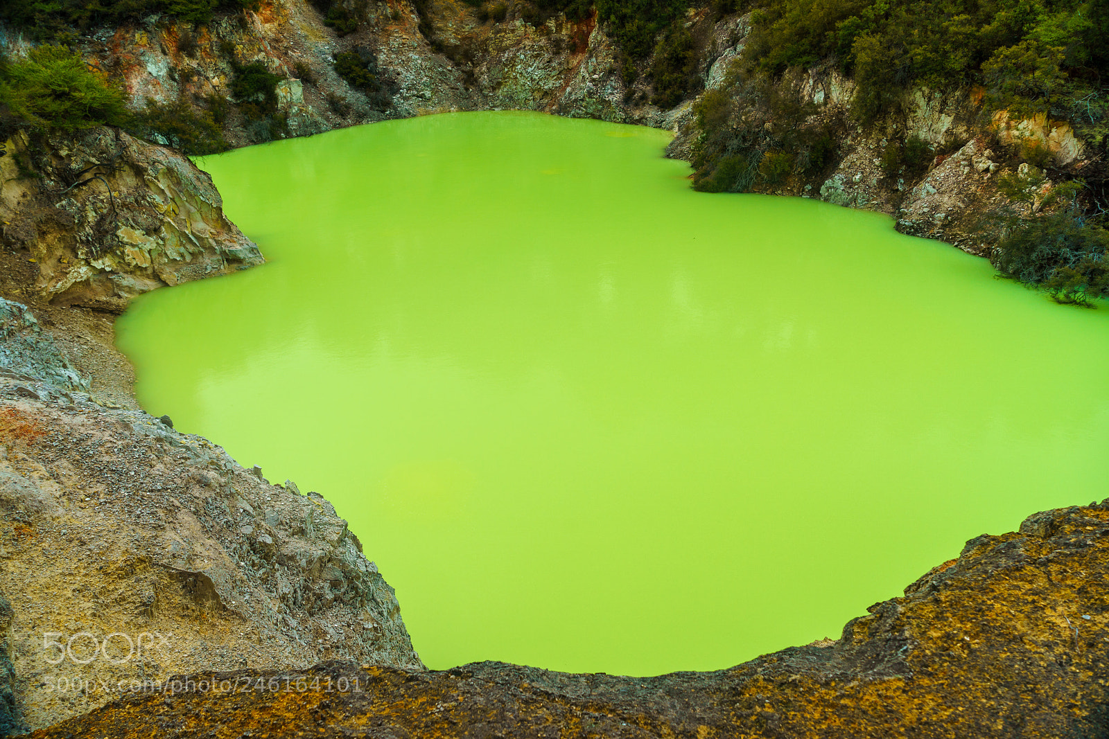 Sony a9 sample photo. Bilious green photography