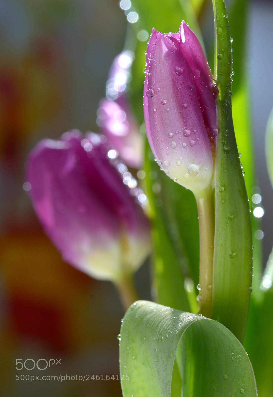 Nikon D610 sample photo. Bouquet of beautiful tulips photography