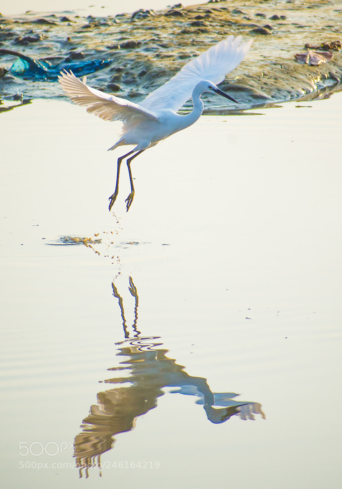 Nikon D7200 sample photo. Heron - the takeoff photography