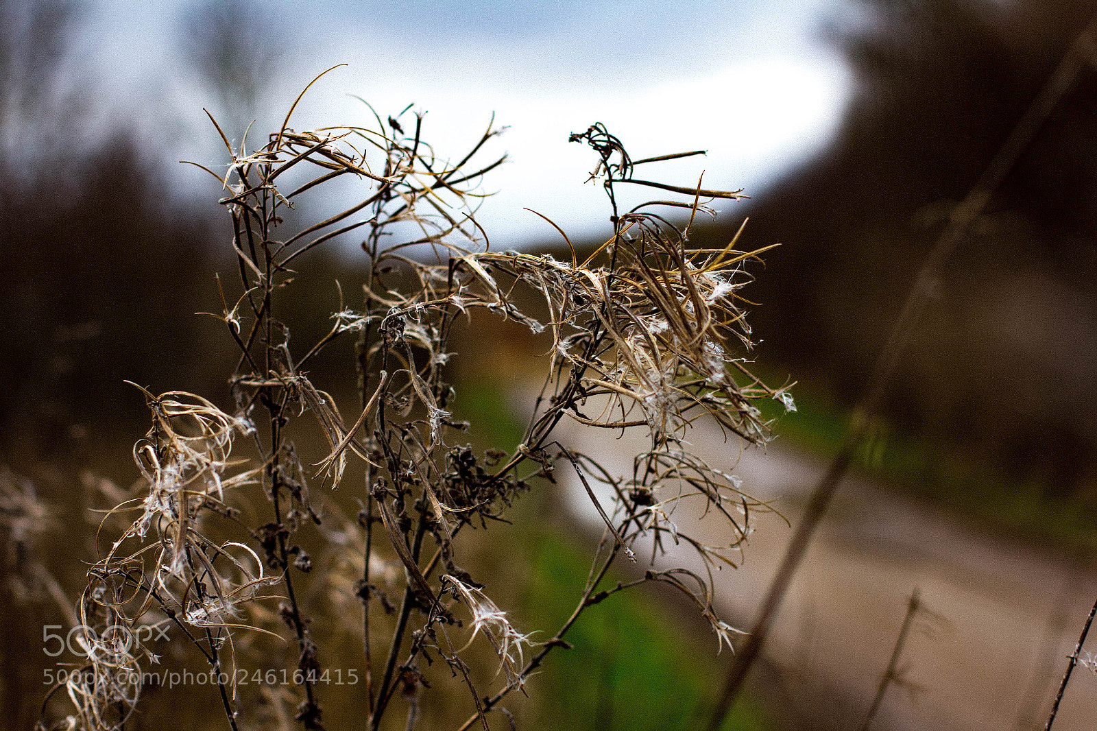 Canon EOS 60D sample photo. Branch in focus photography