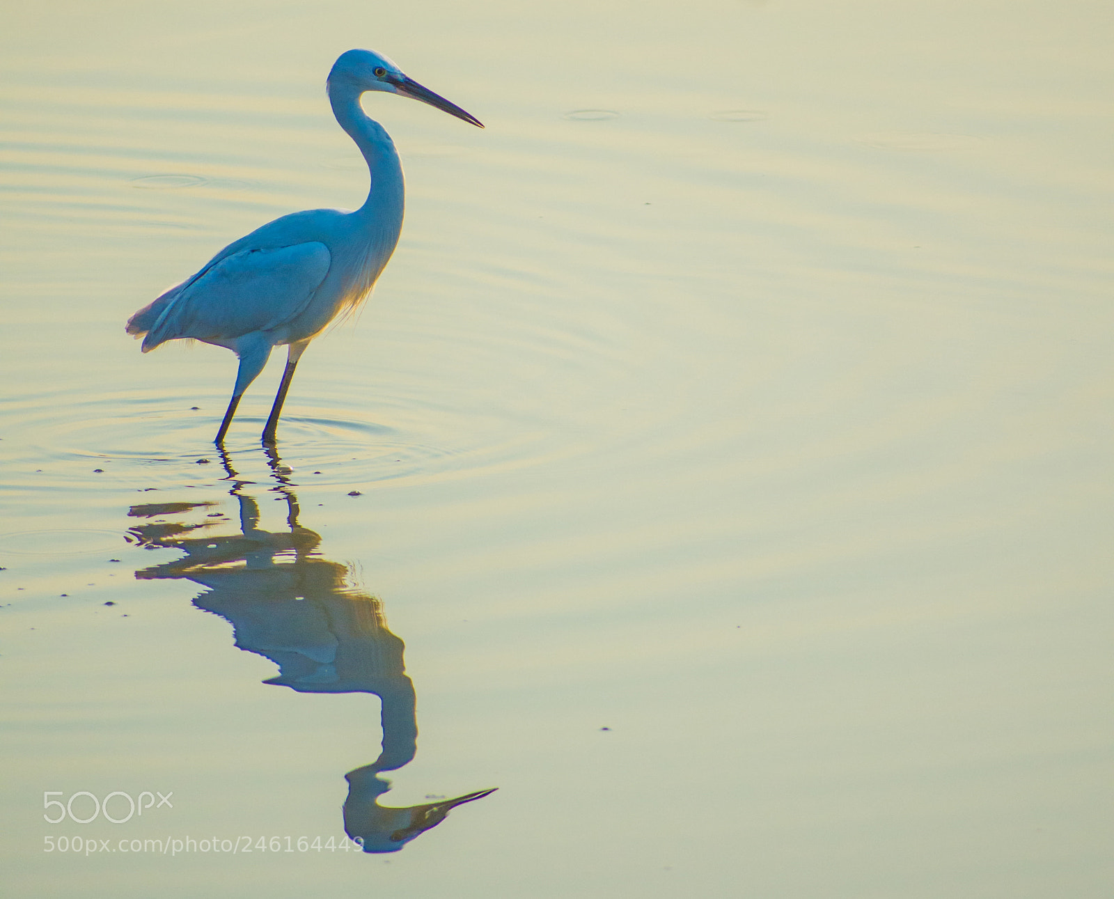 Nikon D7200 sample photo. Heron - shadow or photography