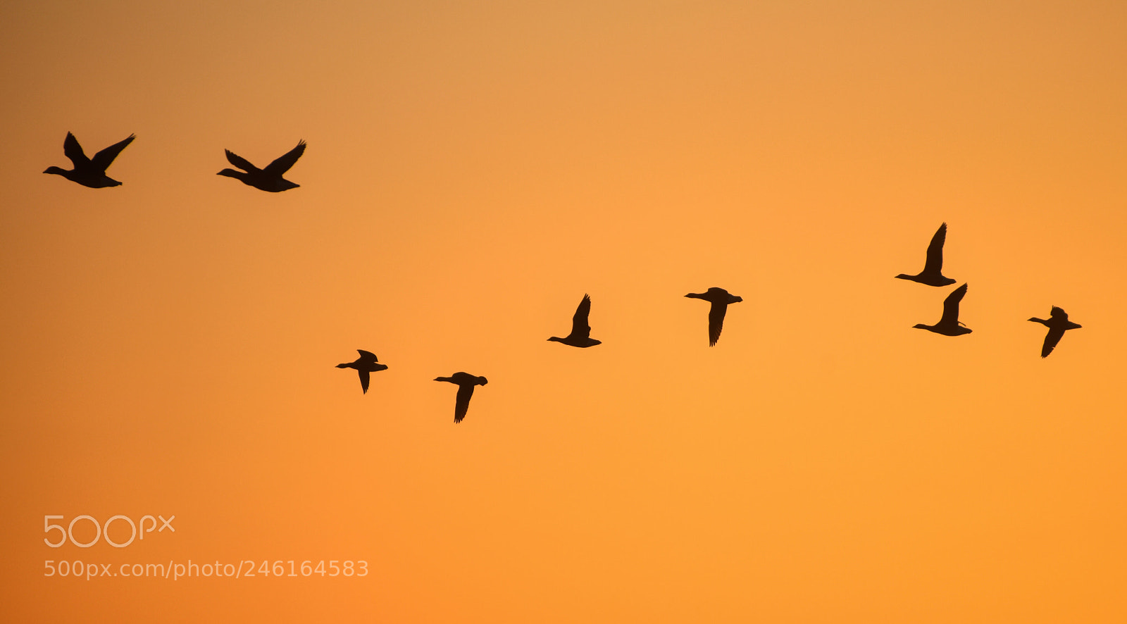 Nikon D7200 sample photo. Follow the leader.. photography