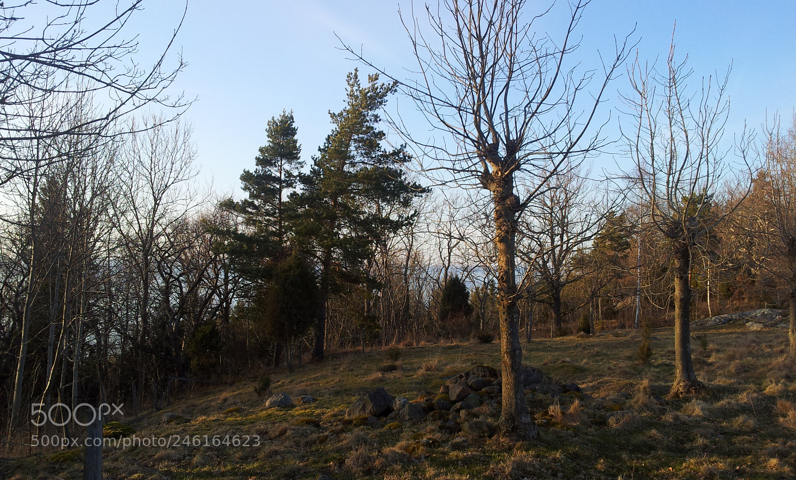 Samsung Galaxy S2 sample photo. 10.jpg photography