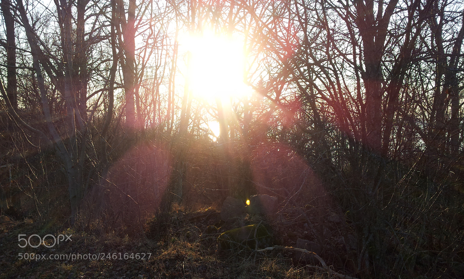 Samsung Galaxy S2 sample photo. Nature photography