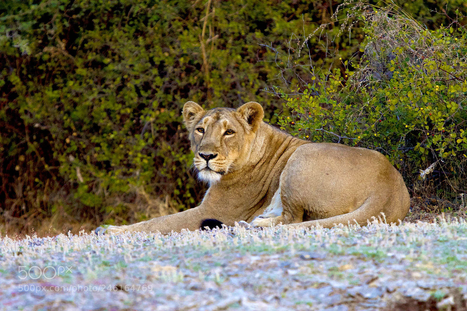 Canon EOS 7D sample photo. Asiatic lioness photography