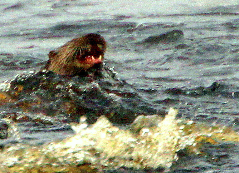 Canon EOS 700D (EOS Rebel T5i / EOS Kiss X7i) sample photo. Fishing otter,,,,no fish today.... photography