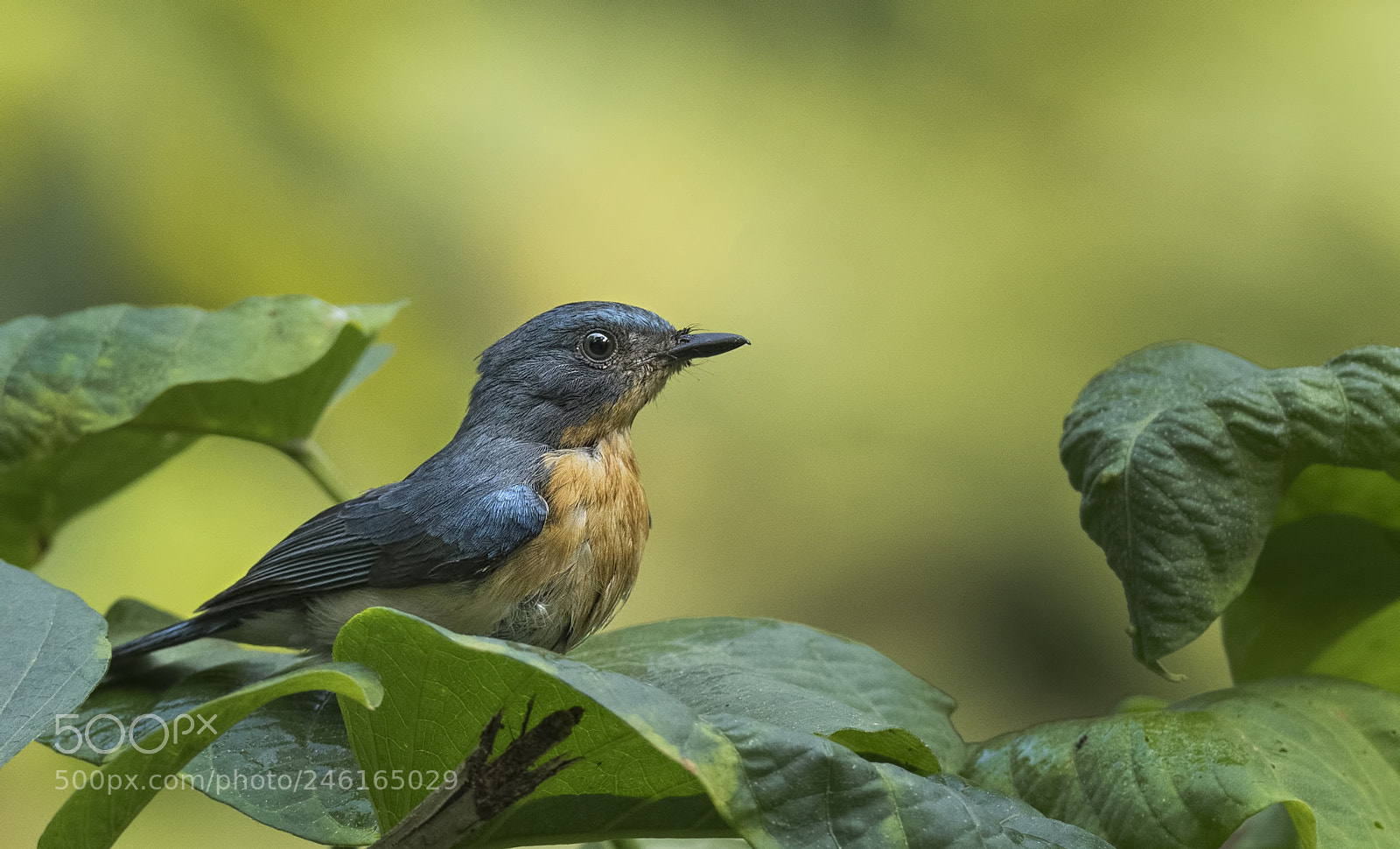 Nikon D500 sample photo. Tickell's blue flycatcher (female) photography