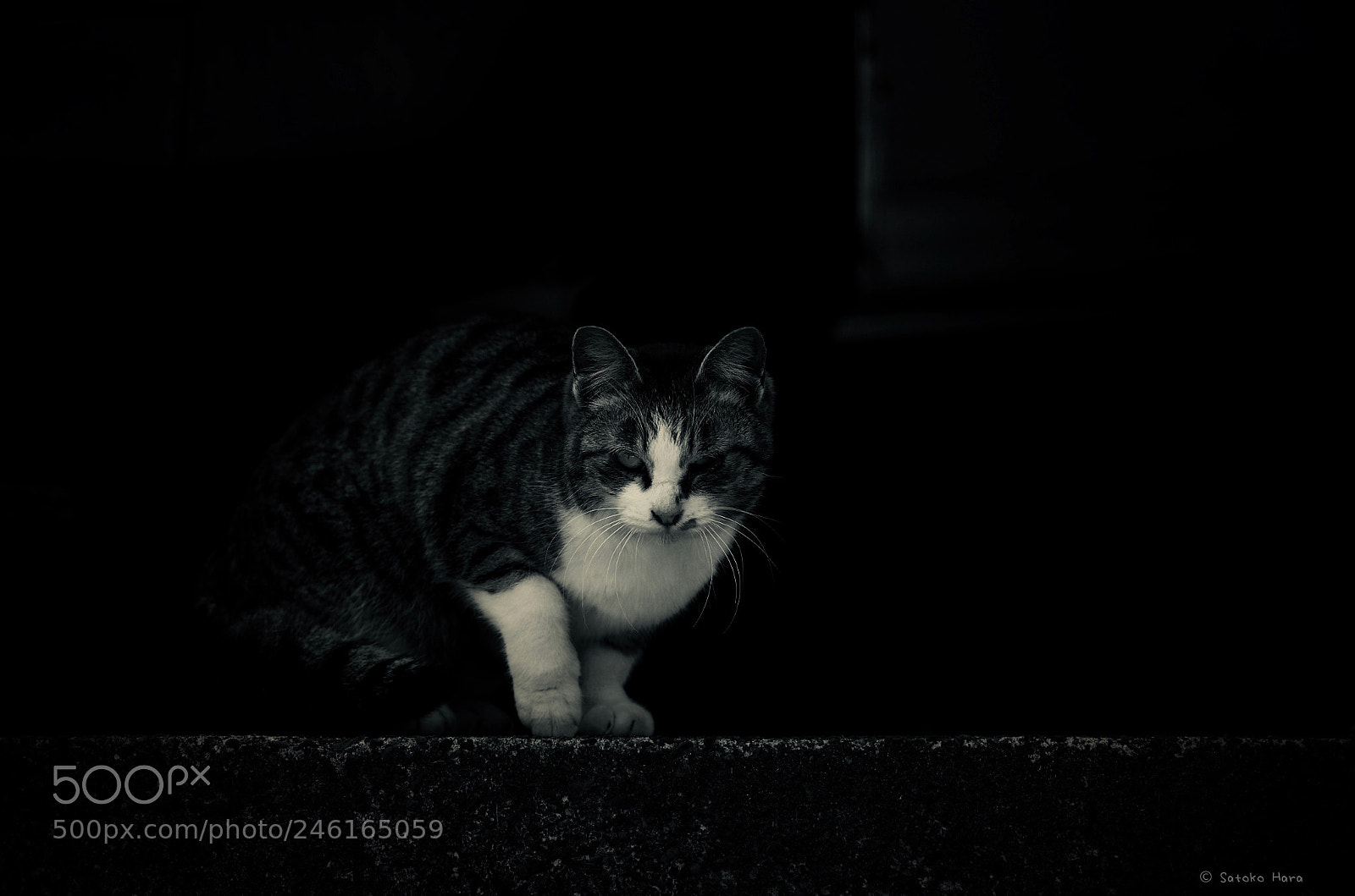 Pentax K-5 IIs sample photo. Stray cat photography