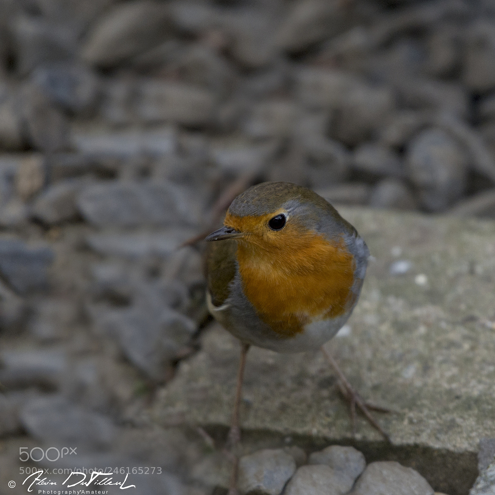 Nikon D4 sample photo. Rouge gorge photography