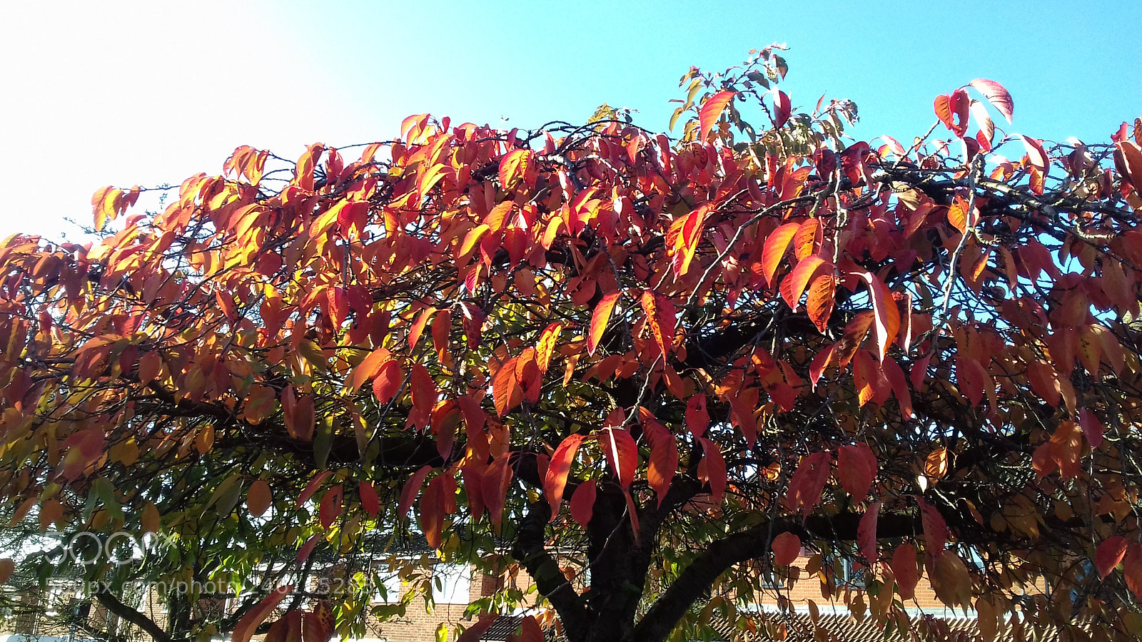 Samsung Galaxy J3(2016) sample photo. Colour of autumn photography