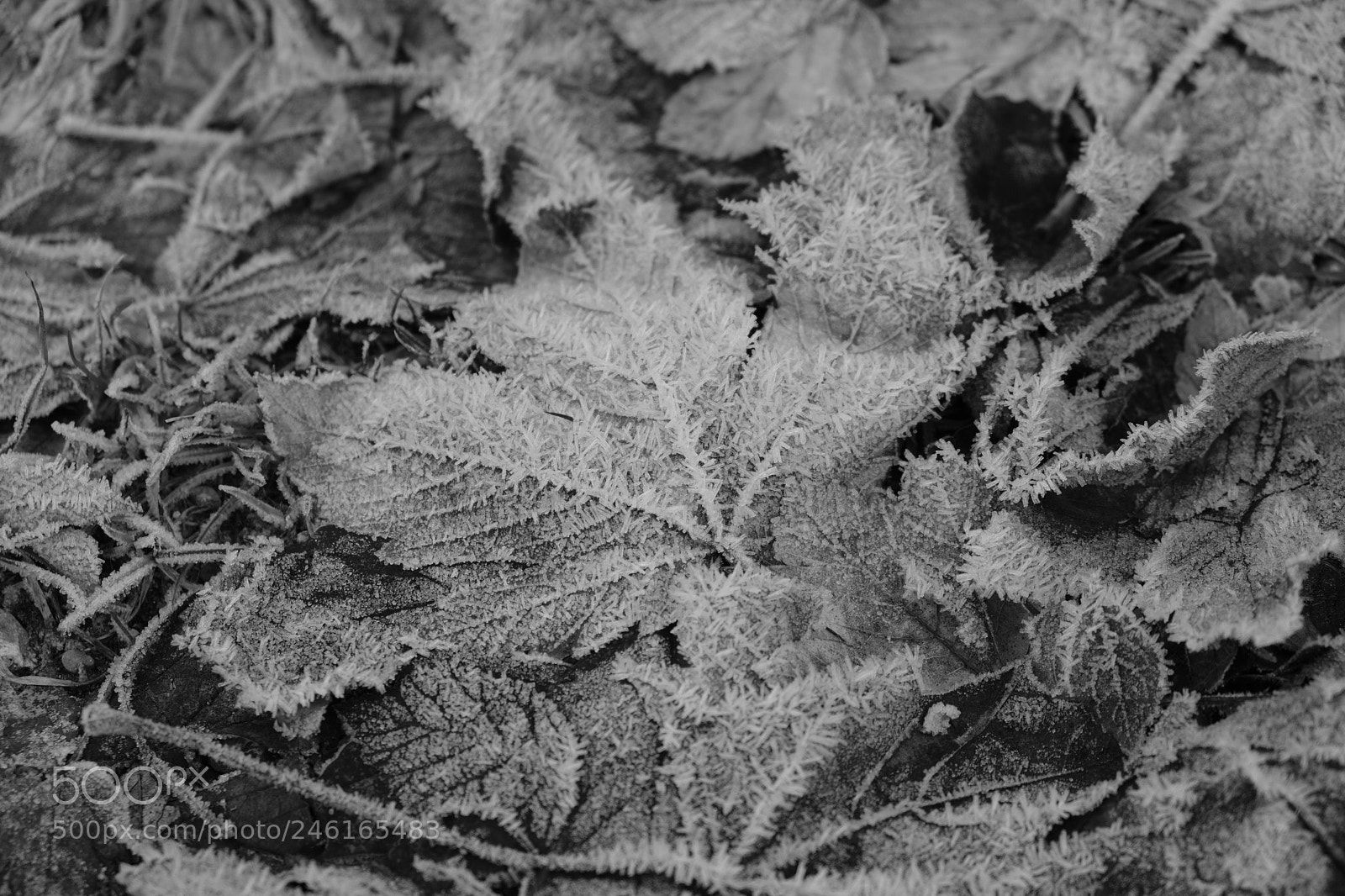 Fujifilm X-T2 sample photo. Untitled photography