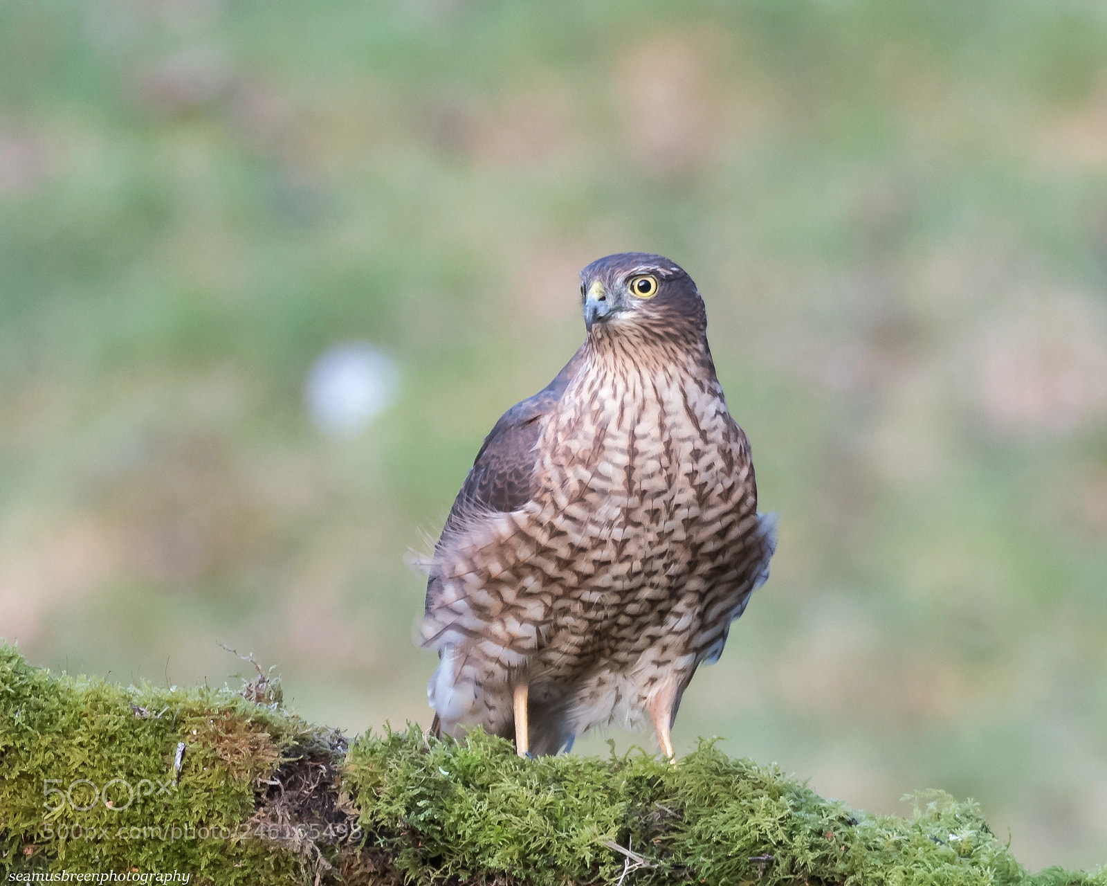Nikon D850 sample photo. Female sparrowhawk gives the photography