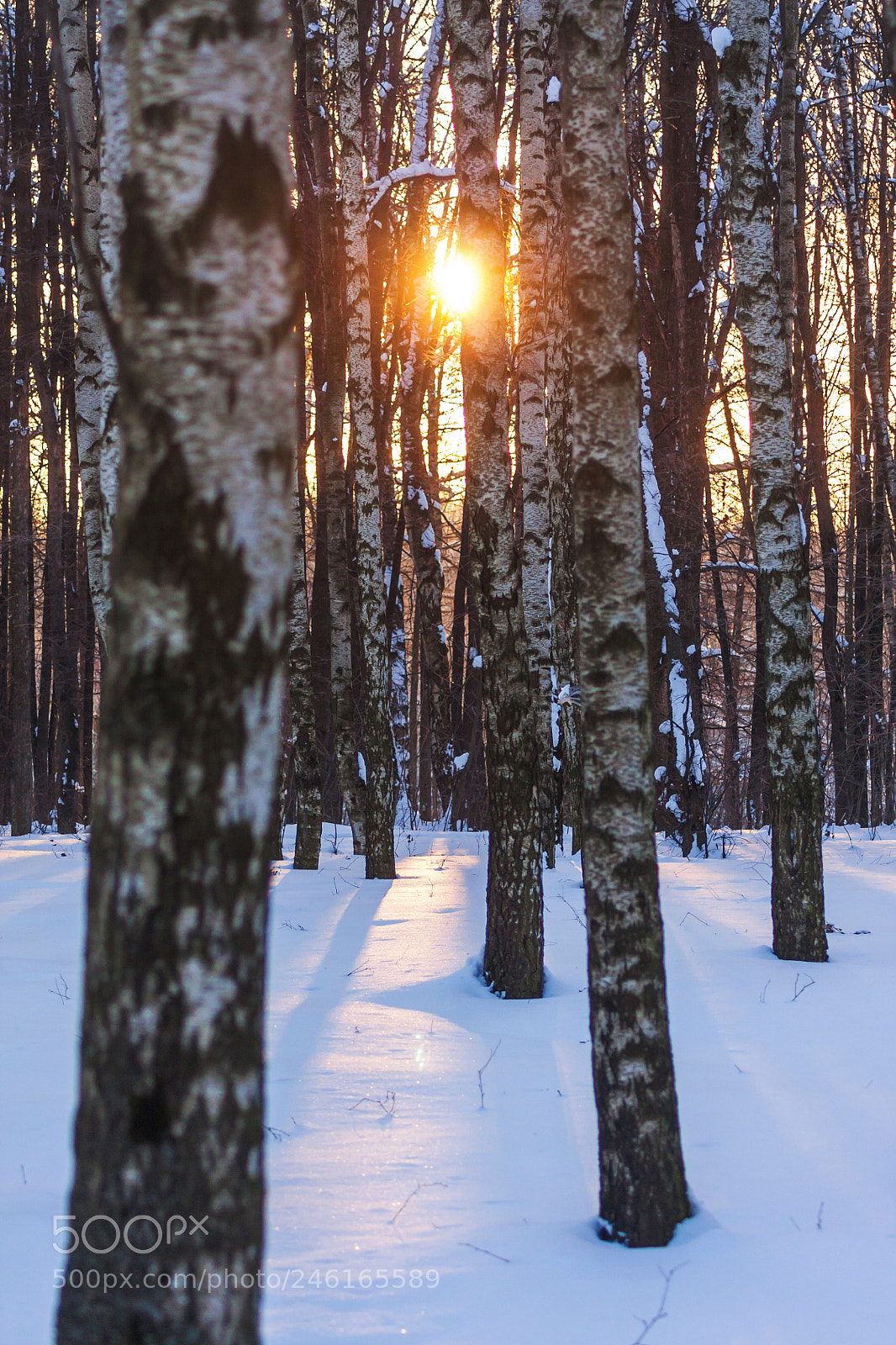 Canon EOS 450D (EOS Rebel XSi / EOS Kiss X2) sample photo. Winter sunrise in the photography
