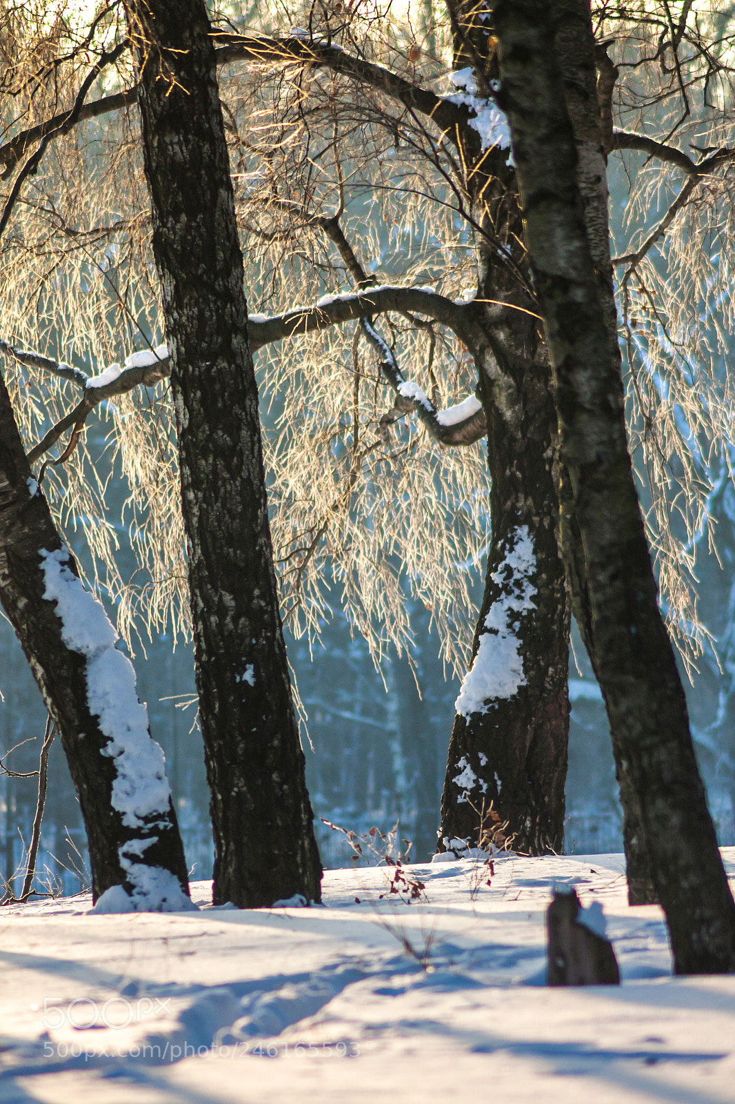 Canon EOS 450D (EOS Rebel XSi / EOS Kiss X2) sample photo. Frozen birches photography