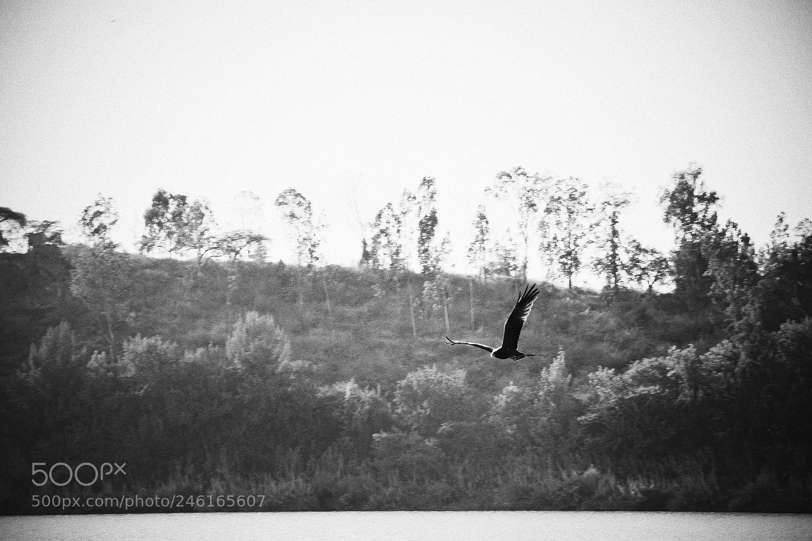 Nikon D7100 sample photo. Farewell photography