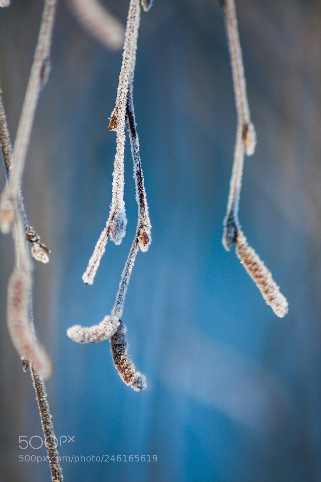 Canon EOS 450D (EOS Rebel XSi / EOS Kiss X2) sample photo. Frozen bud of birch photography