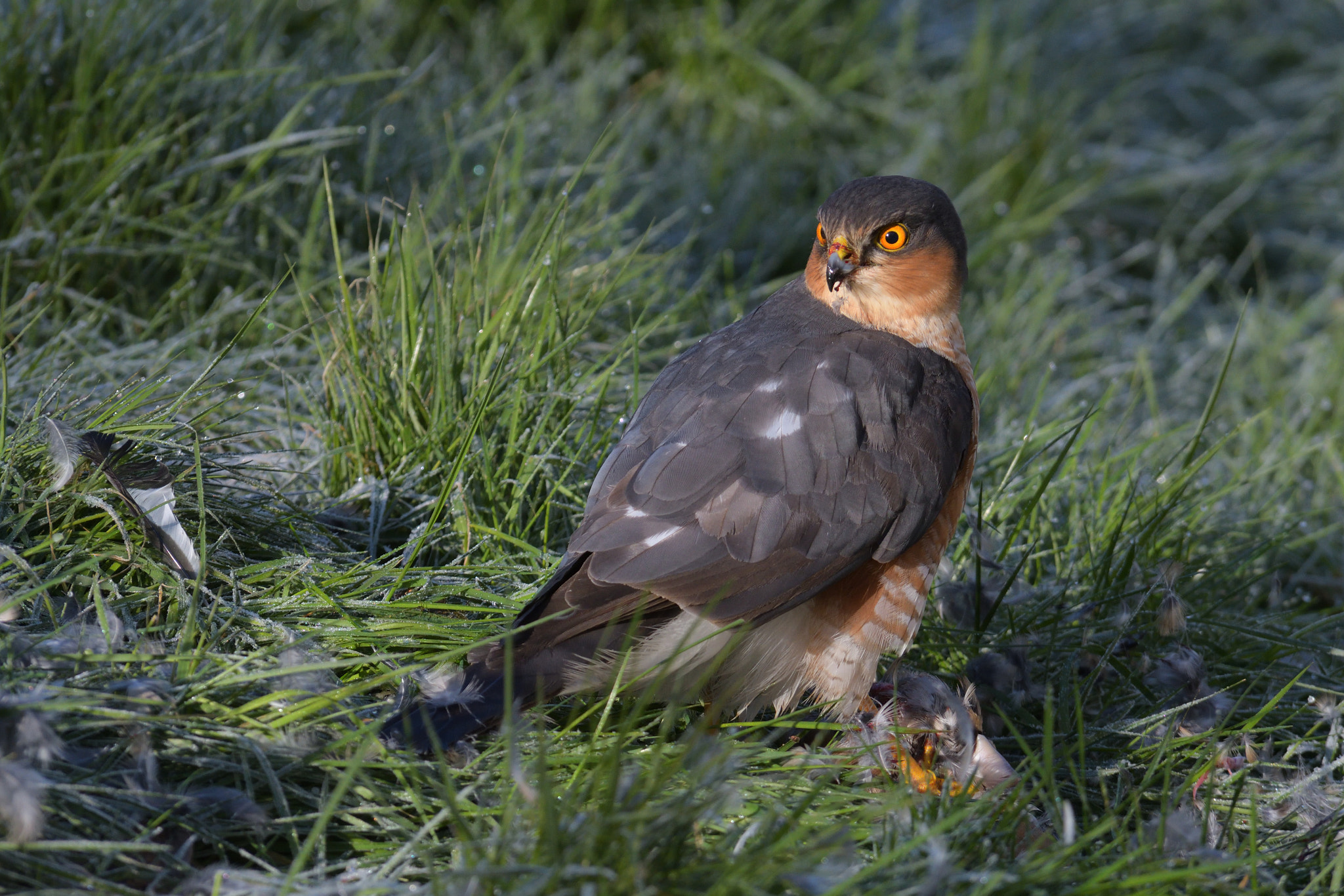 Nikon D500 sample photo. Accipiter nisus photography