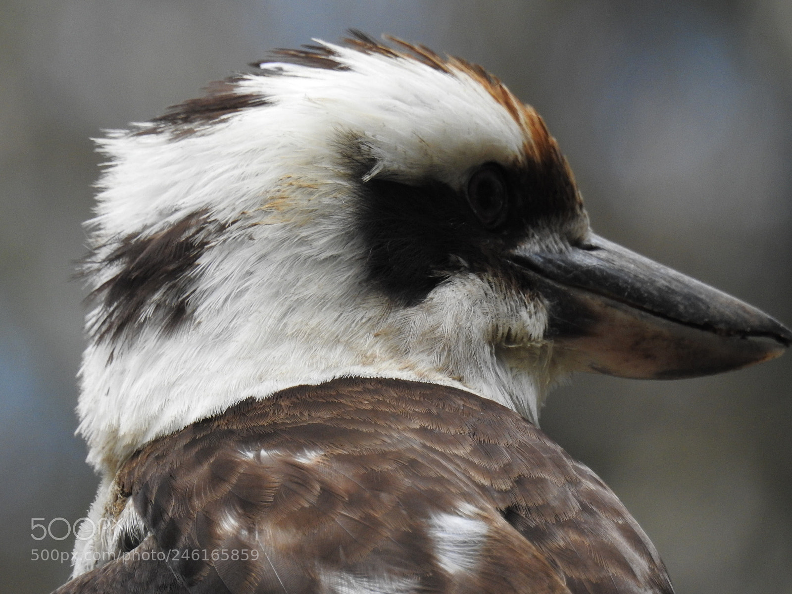 Nikon Coolpix P900 sample photo. Kookaburra photography