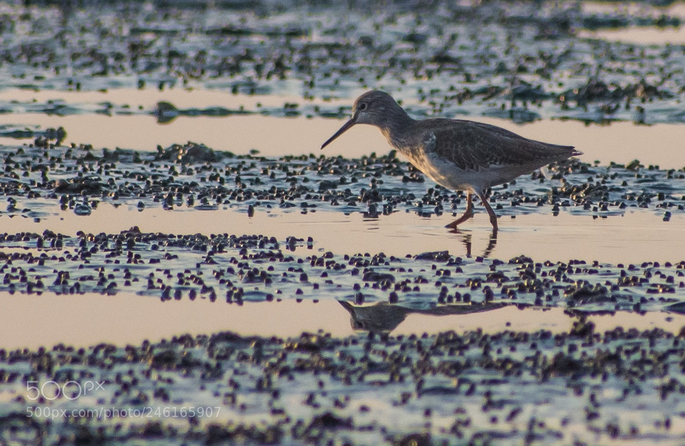 Nikon D7200 sample photo. Sandpiper - close photography