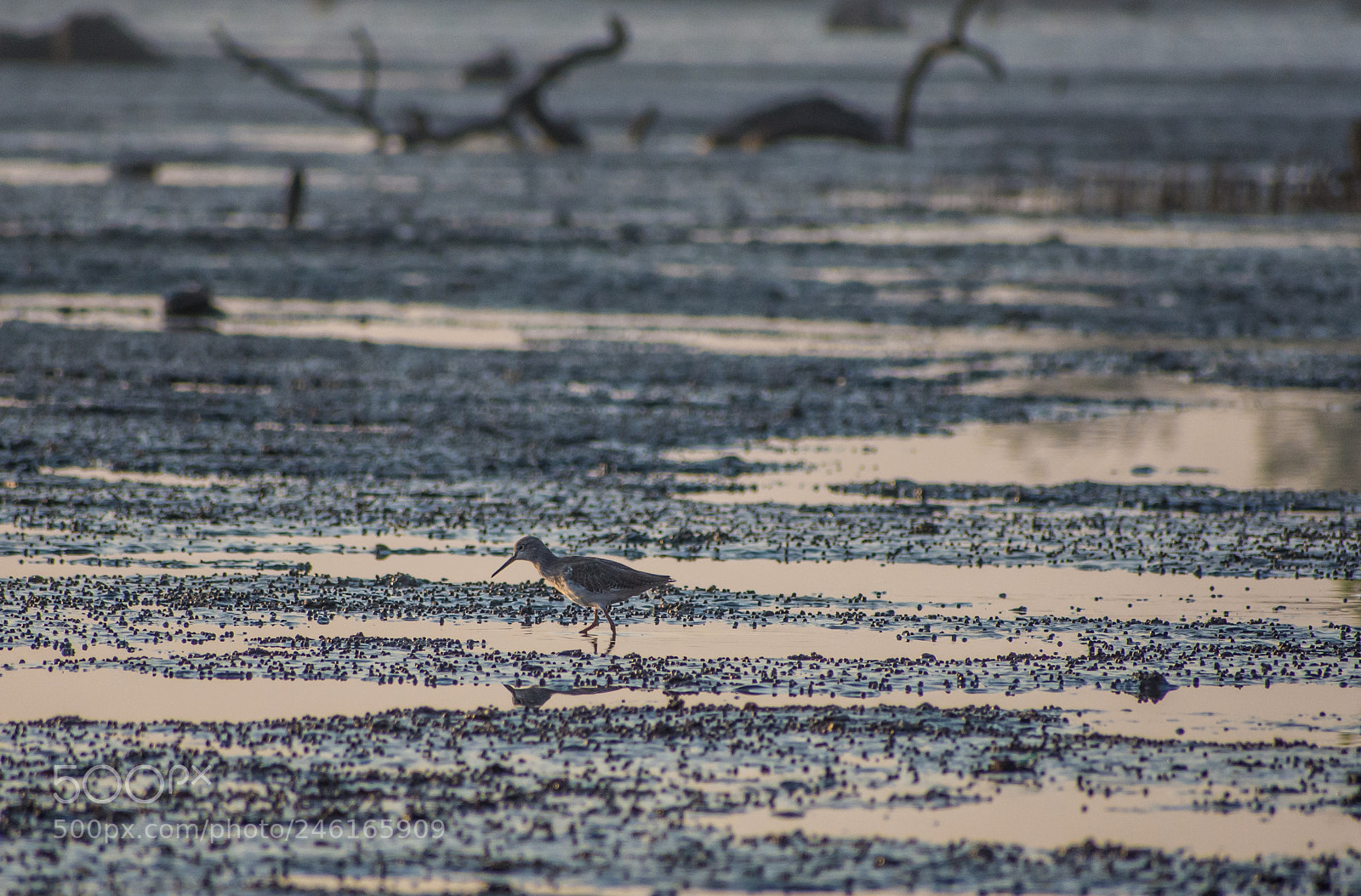 Nikon D7200 sample photo. Sandpiper photography