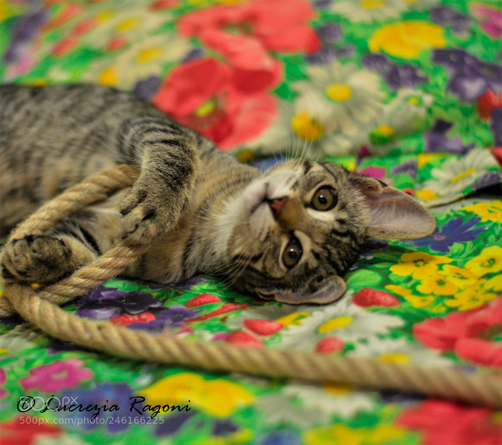 Nikon D5200 sample photo. Untitled photography