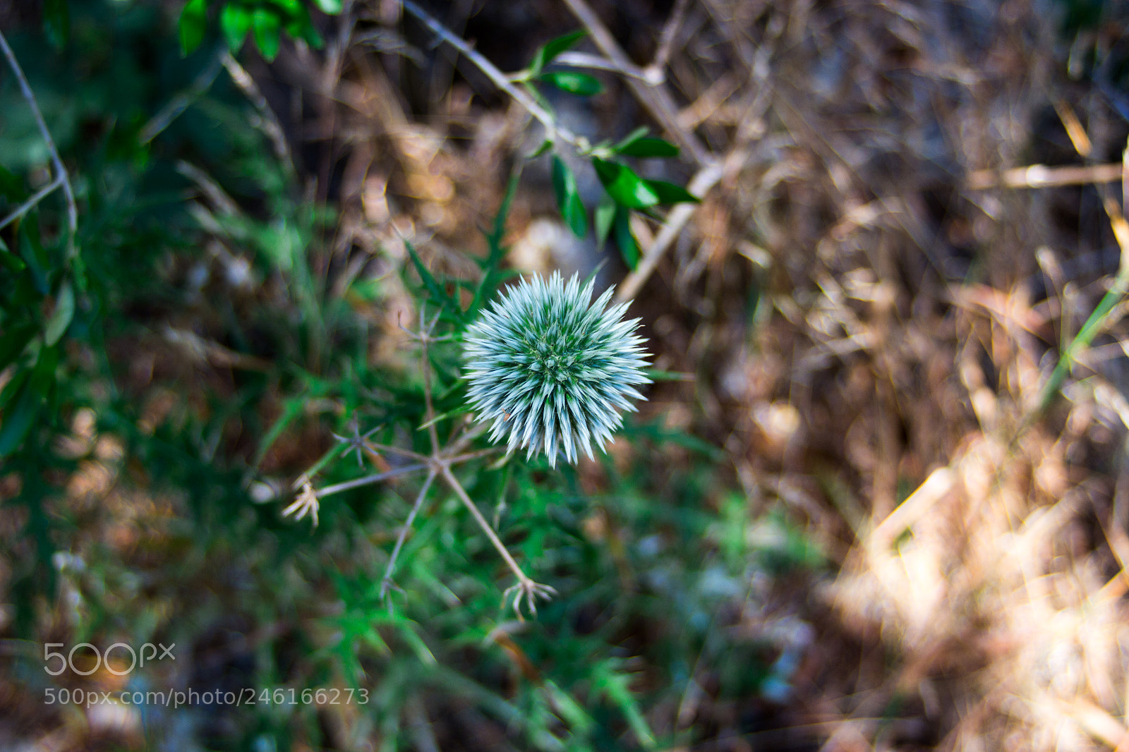 Canon EOS 700D (EOS Rebel T5i / EOS Kiss X7i) sample photo. Echinops spinosissimu photography
