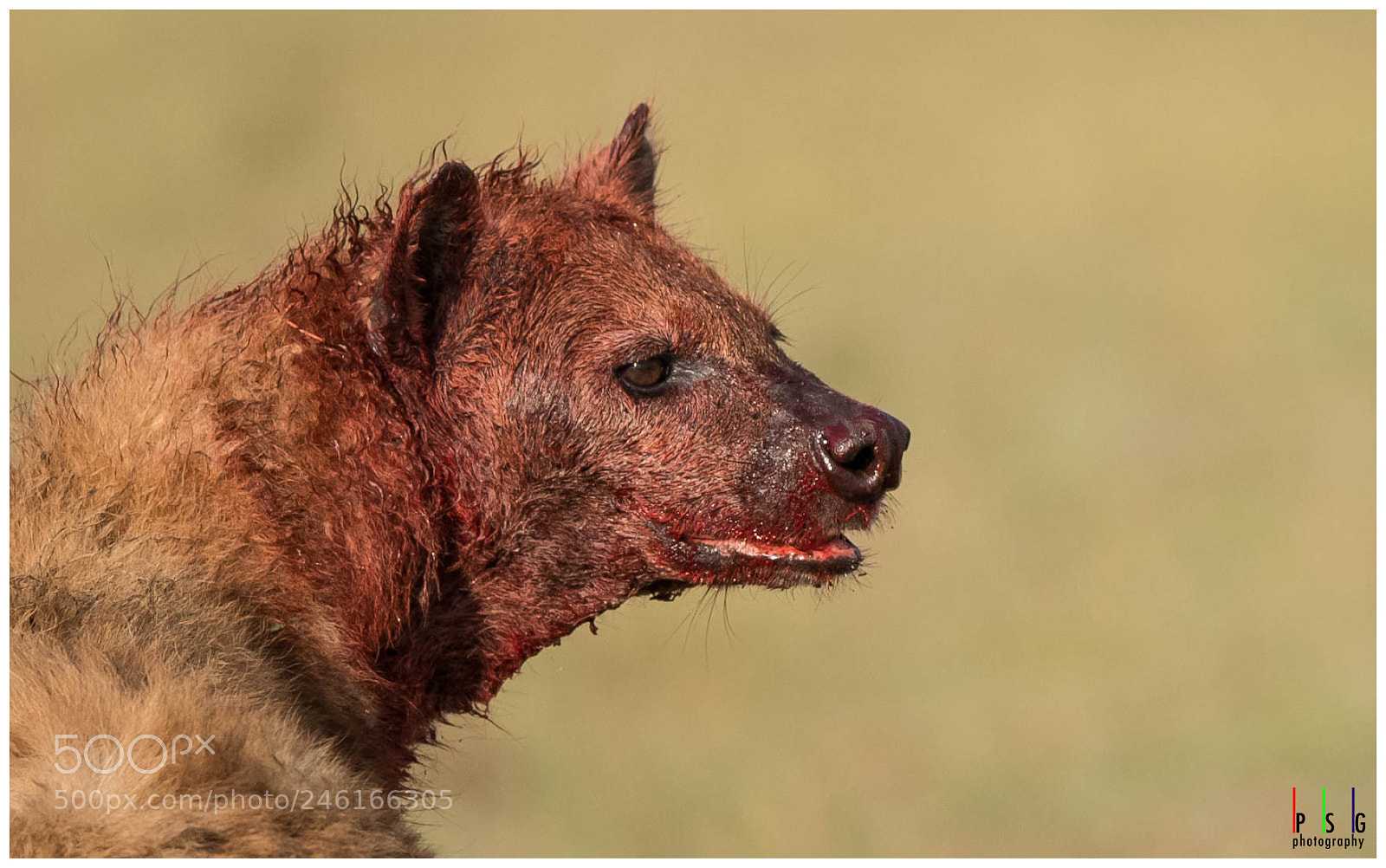 Nikon D5 sample photo. Savagery a predators way photography