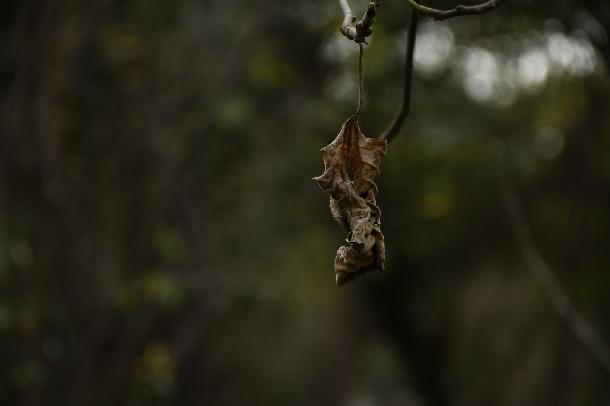 Nikon D7500 sample photo