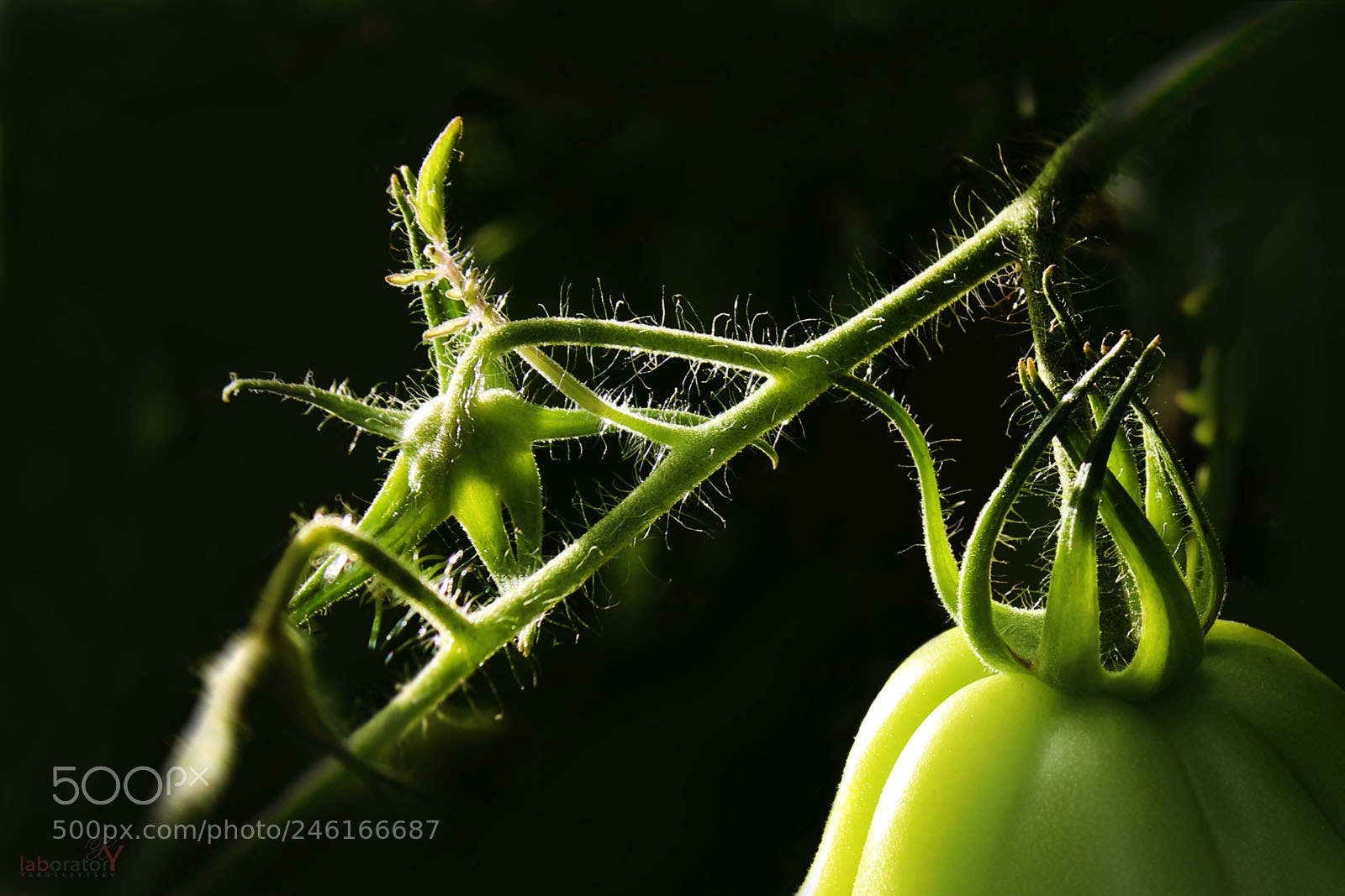 Canon EOS 600D (Rebel EOS T3i / EOS Kiss X5) sample photo. Germination photography