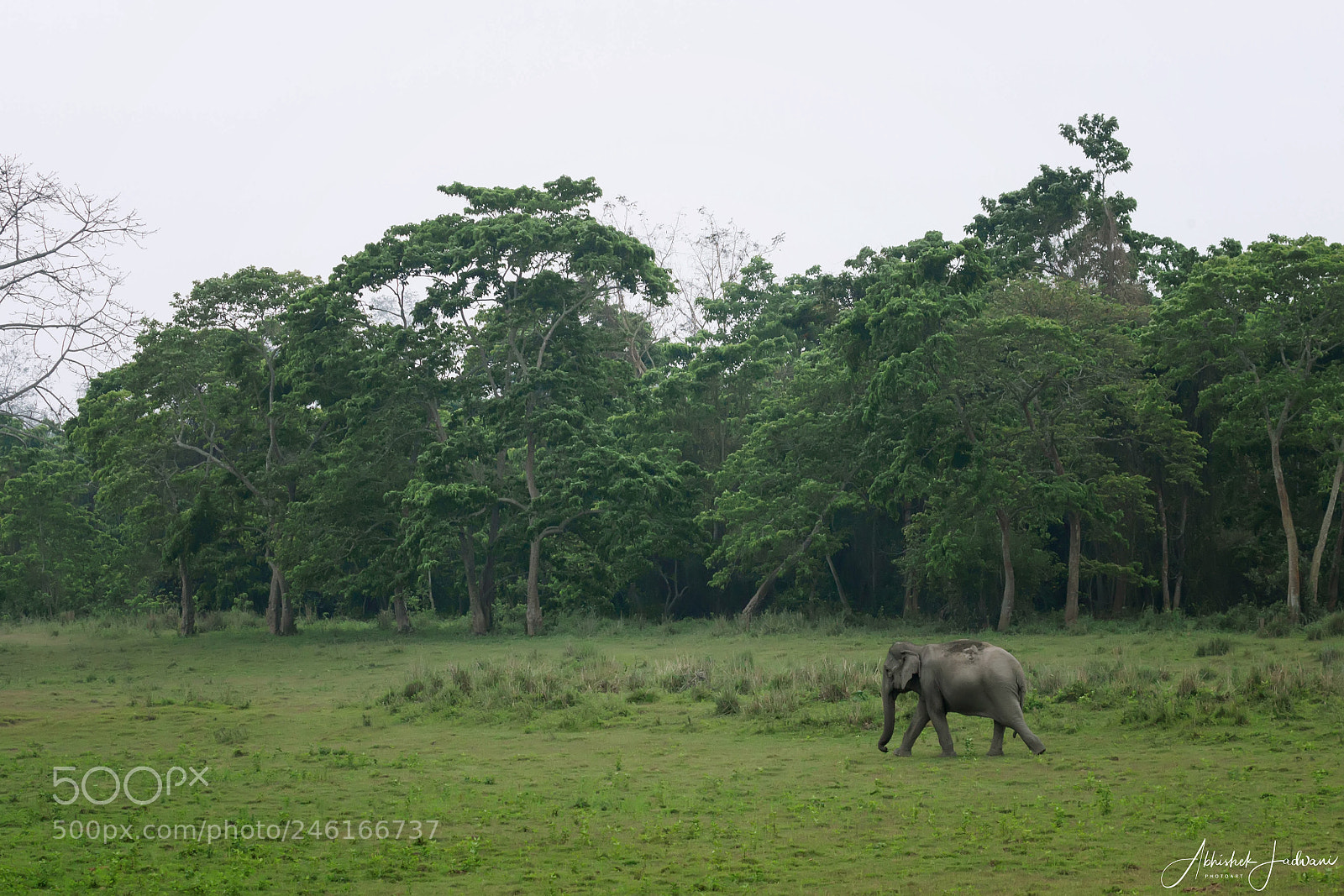 Canon EOS 600D (Rebel EOS T3i / EOS Kiss X5) sample photo. Elephant scape photography