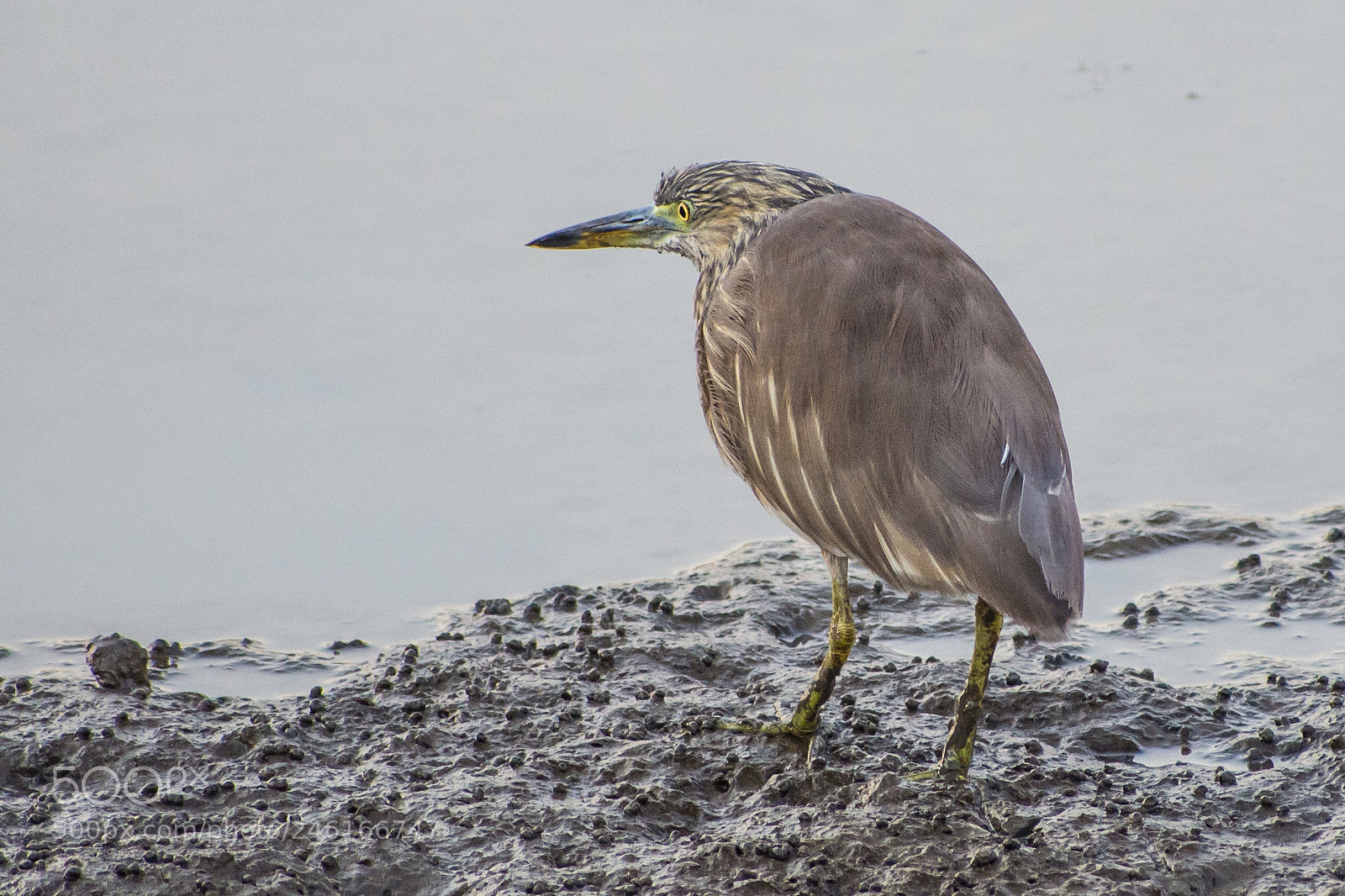 Nikon D7200 sample photo. Keen eye photography