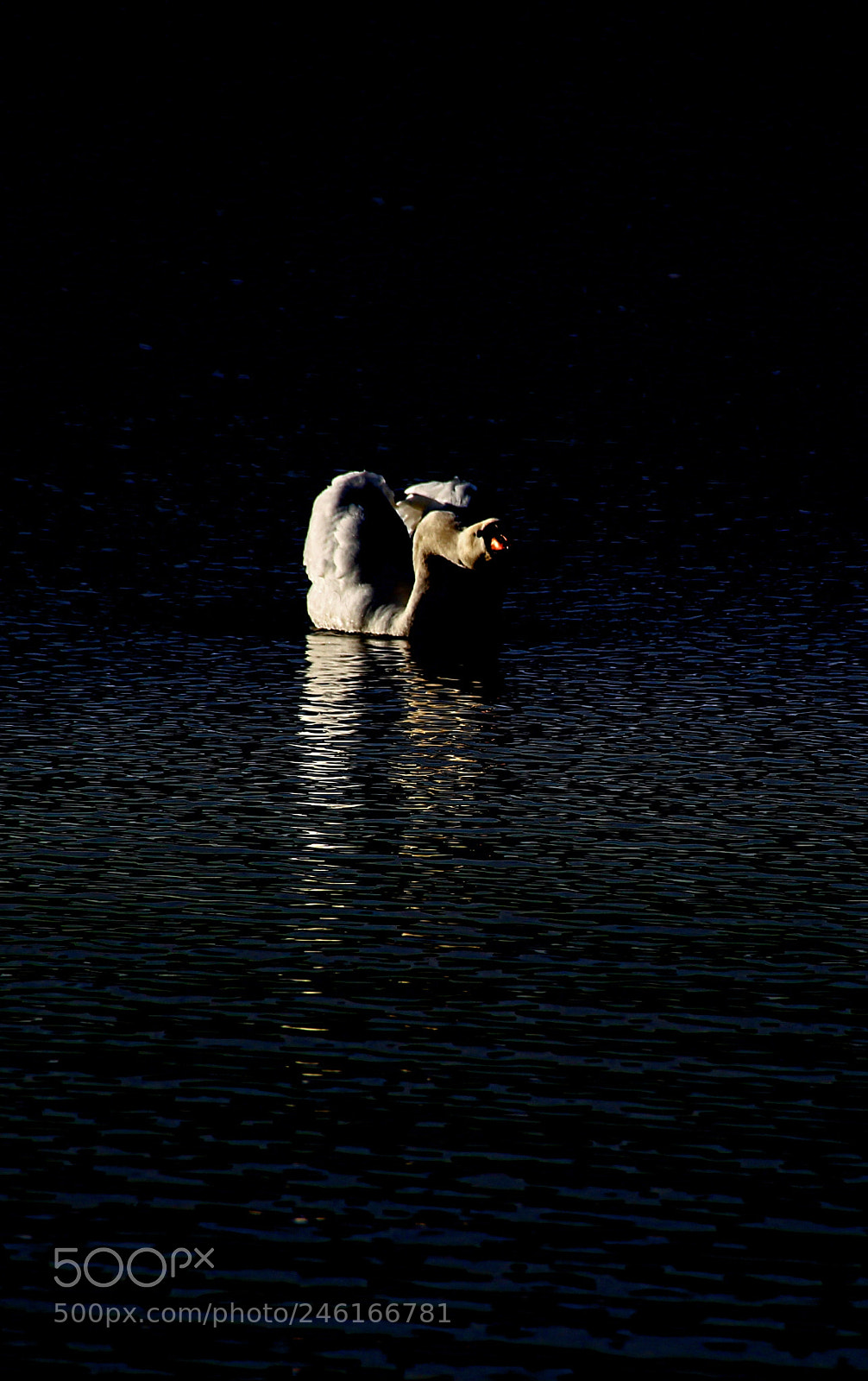 Canon EOS 100D (EOS Rebel SL1 / EOS Kiss X7) sample photo. La nuit du cygne photography