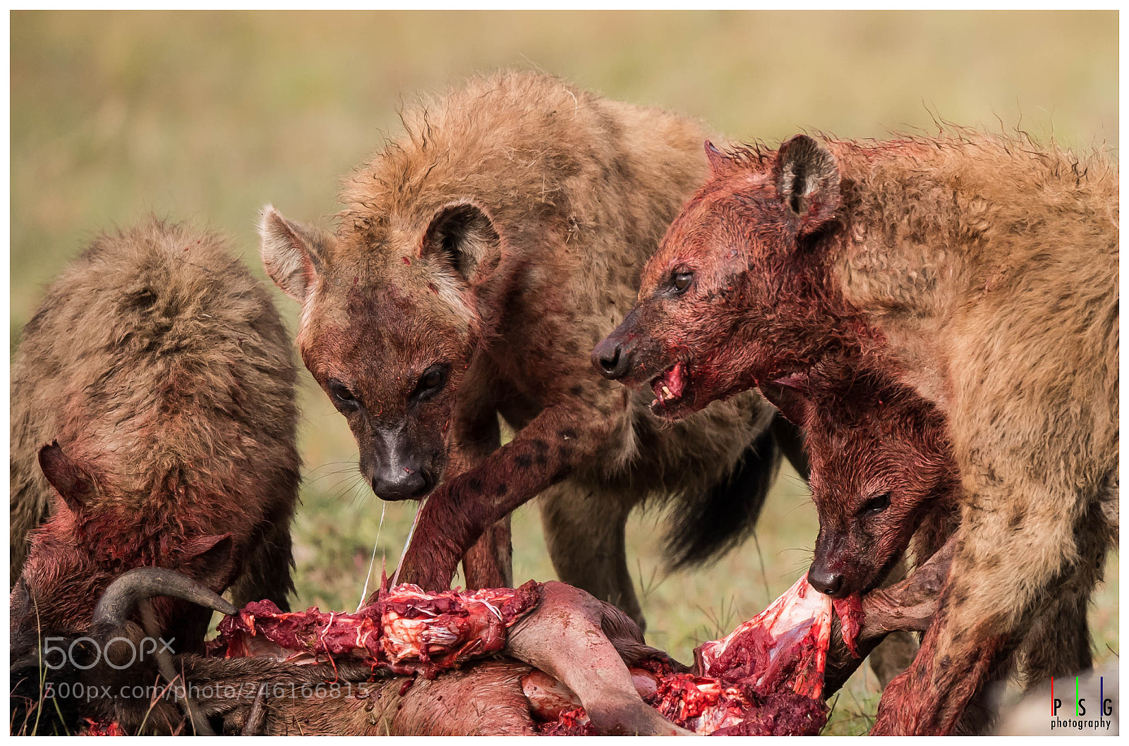 Nikon D5 sample photo. Blood stained faces of photography