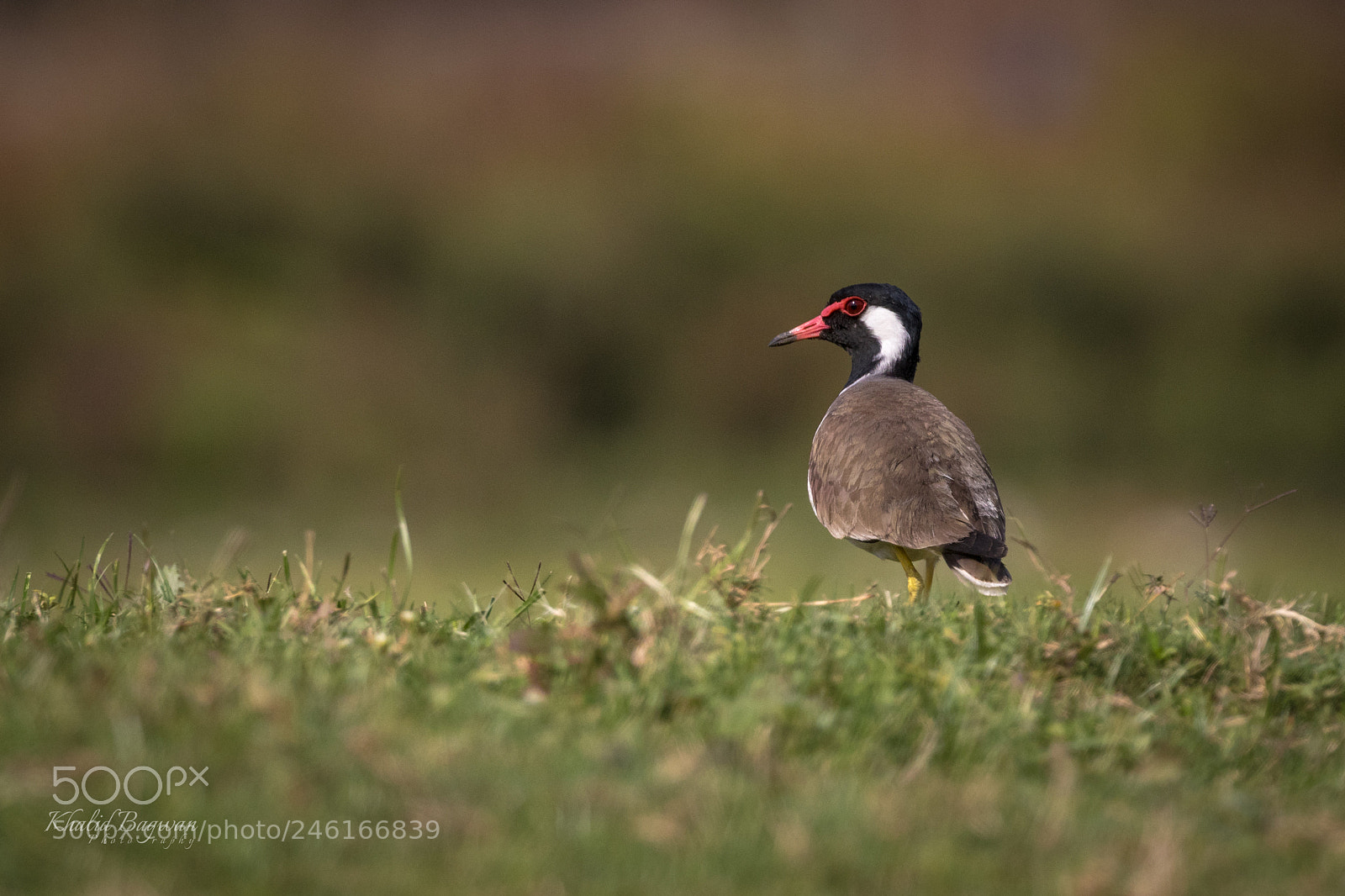 Canon EOS 7D Mark II sample photo. Red-wattled lapwing photography
