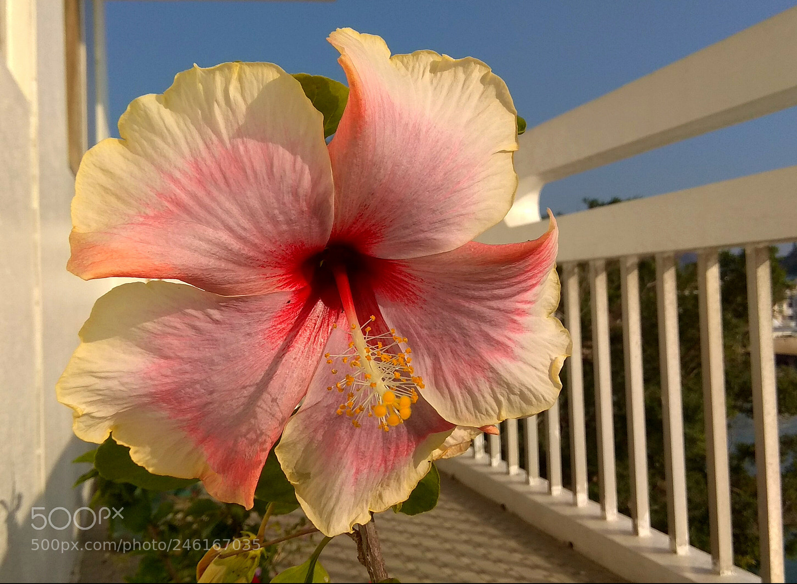 Xiaomi Redmi Note 4 sample photo. What a bright afternoon photography