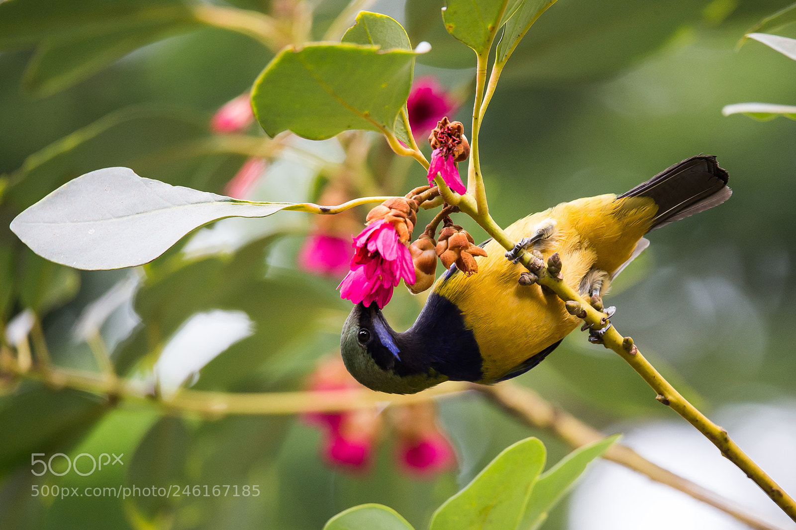 Canon EOS-1D X sample photo. Orange-bellied leafbird photography