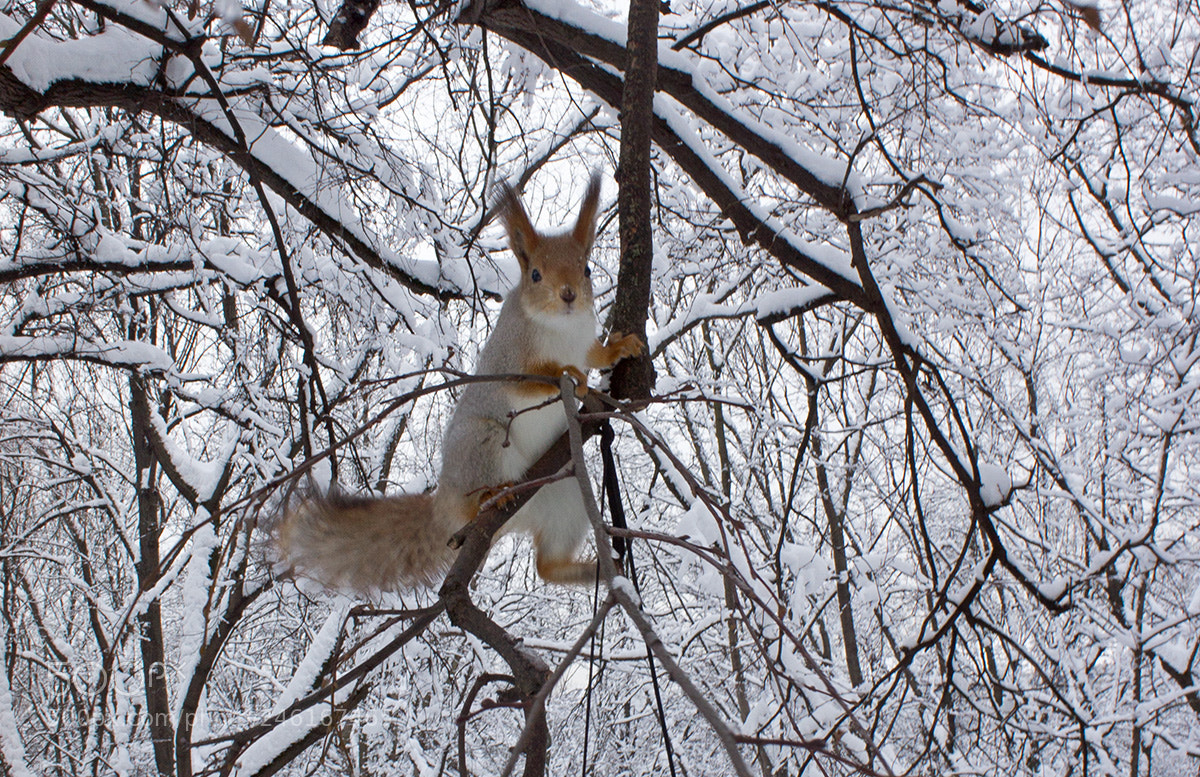 Sony Alpha NEX-3 sample photo. Squirrel photography