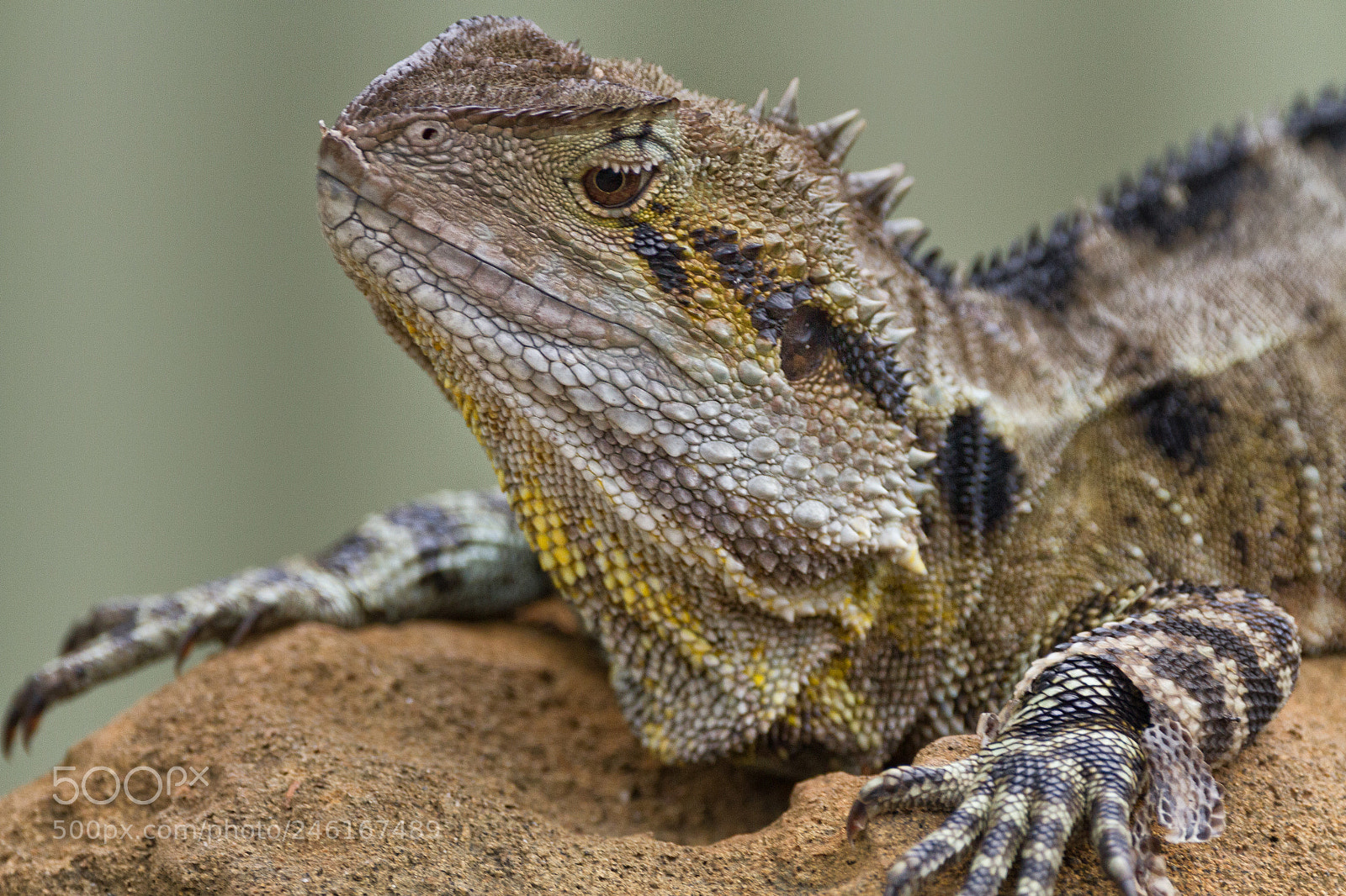 Canon EOS 7D sample photo. Bearded dragon photography