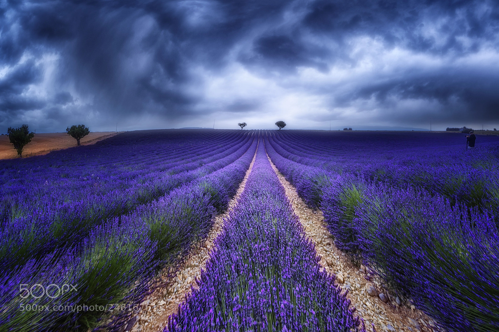 Nikon D610 sample photo. Storm in purple photography