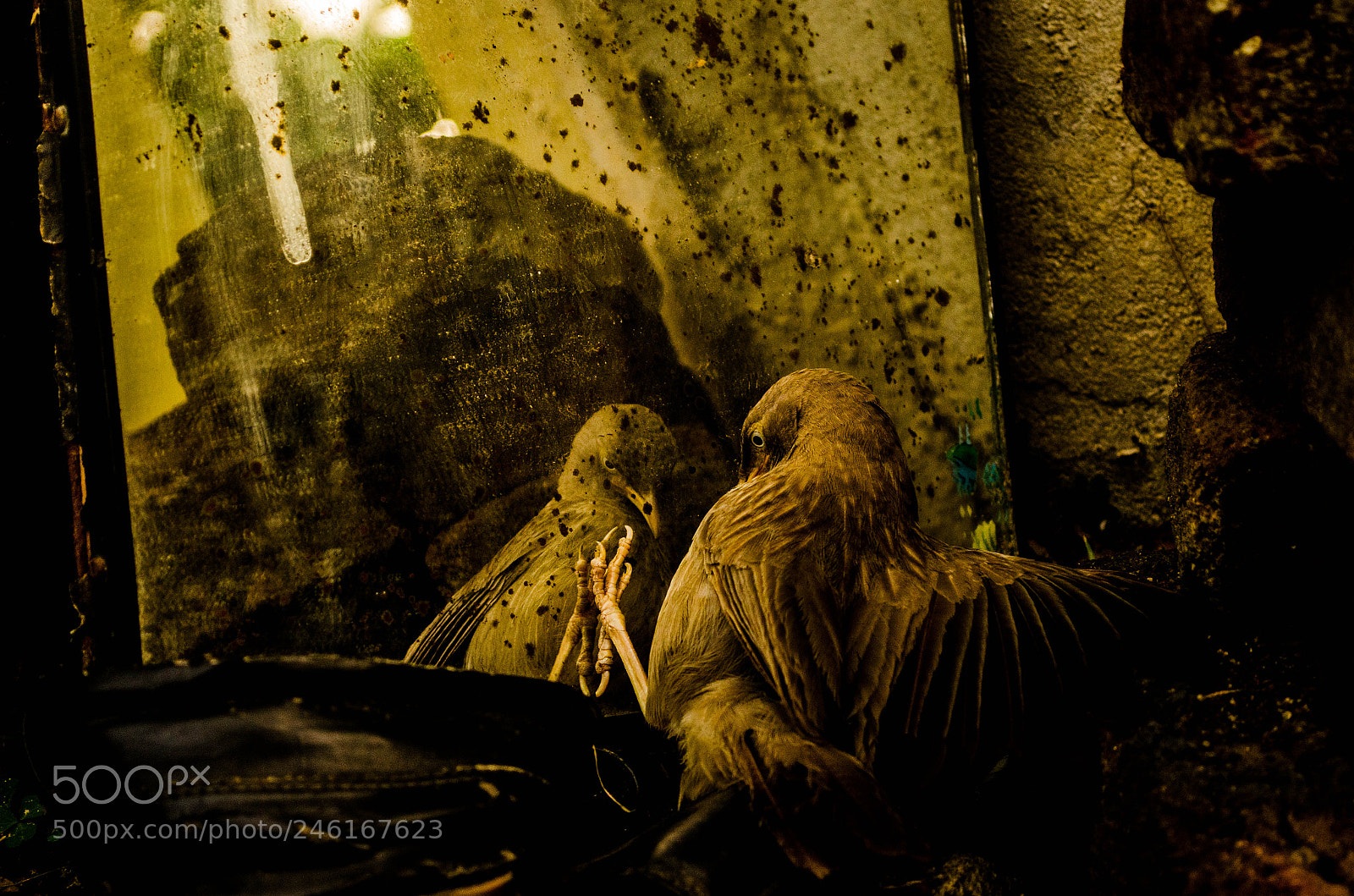 Nikon D5100 sample photo. Facing enemy ... photography