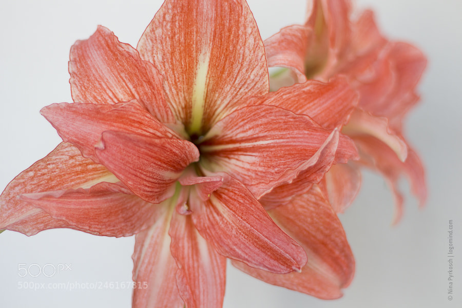 Canon EOS M sample photo. Amaryllis photography