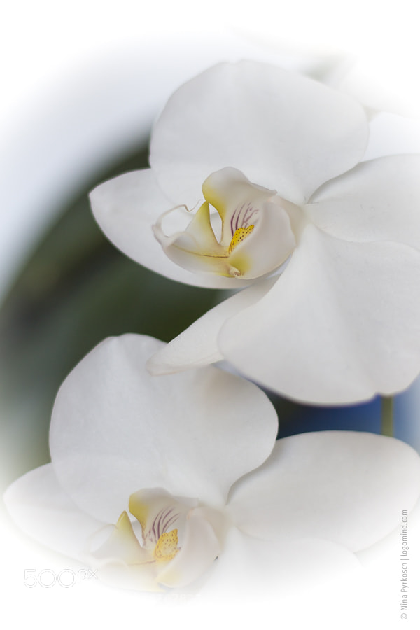 Canon EOS M sample photo. Orchidee photography
