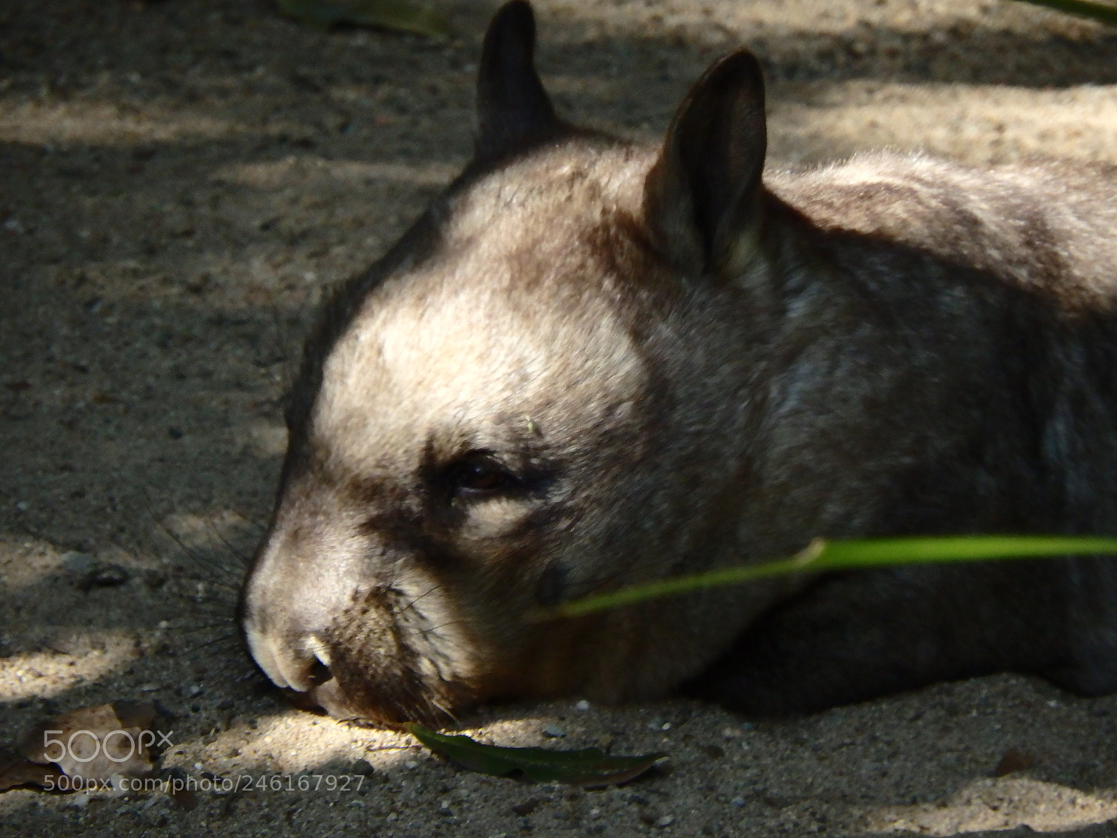 Olympus SP-100EE sample photo. Hairy nose wombat photography
