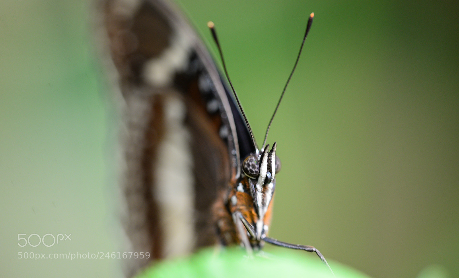 Nikon D610 sample photo. Hello photography