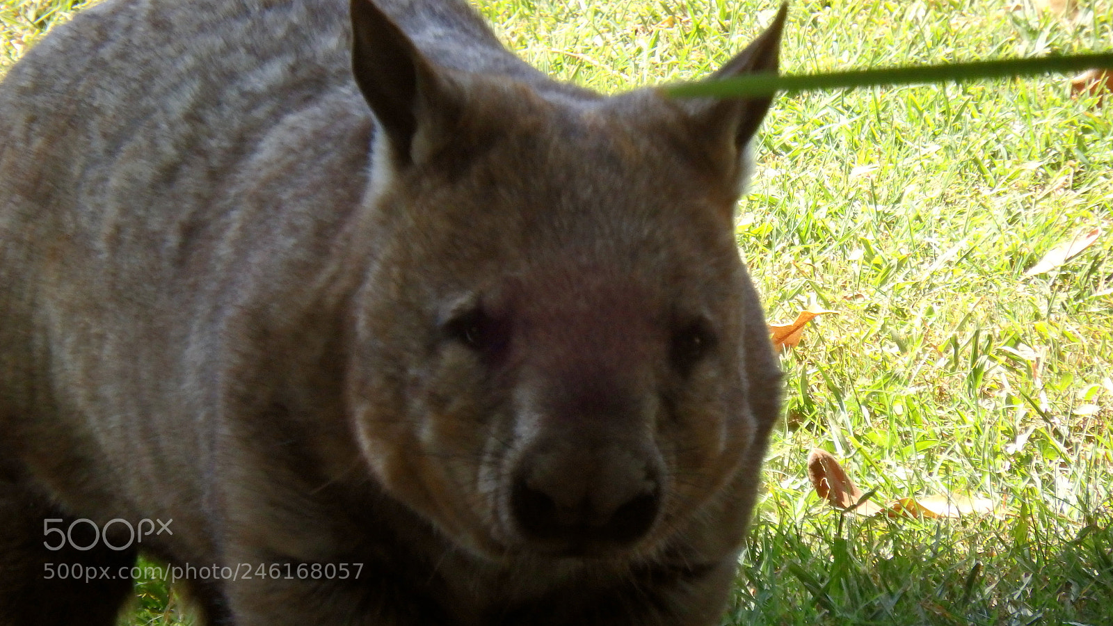 Olympus SP-100EE sample photo. Hairy nose wombat 2 photography