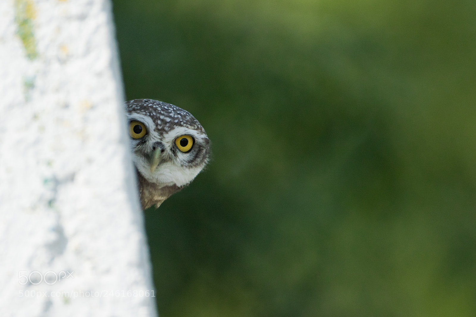 Canon EOS 7D Mark II sample photo. Peek a boo~ photography