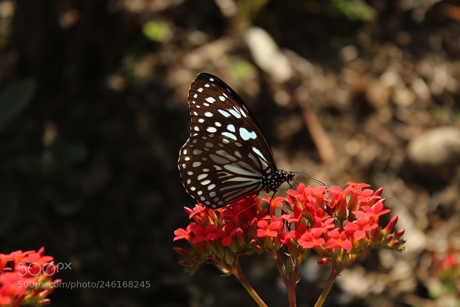 Canon EOS 1300D (EOS Rebel T6 / EOS Kiss X80) sample photo. Black and white butterfly photography