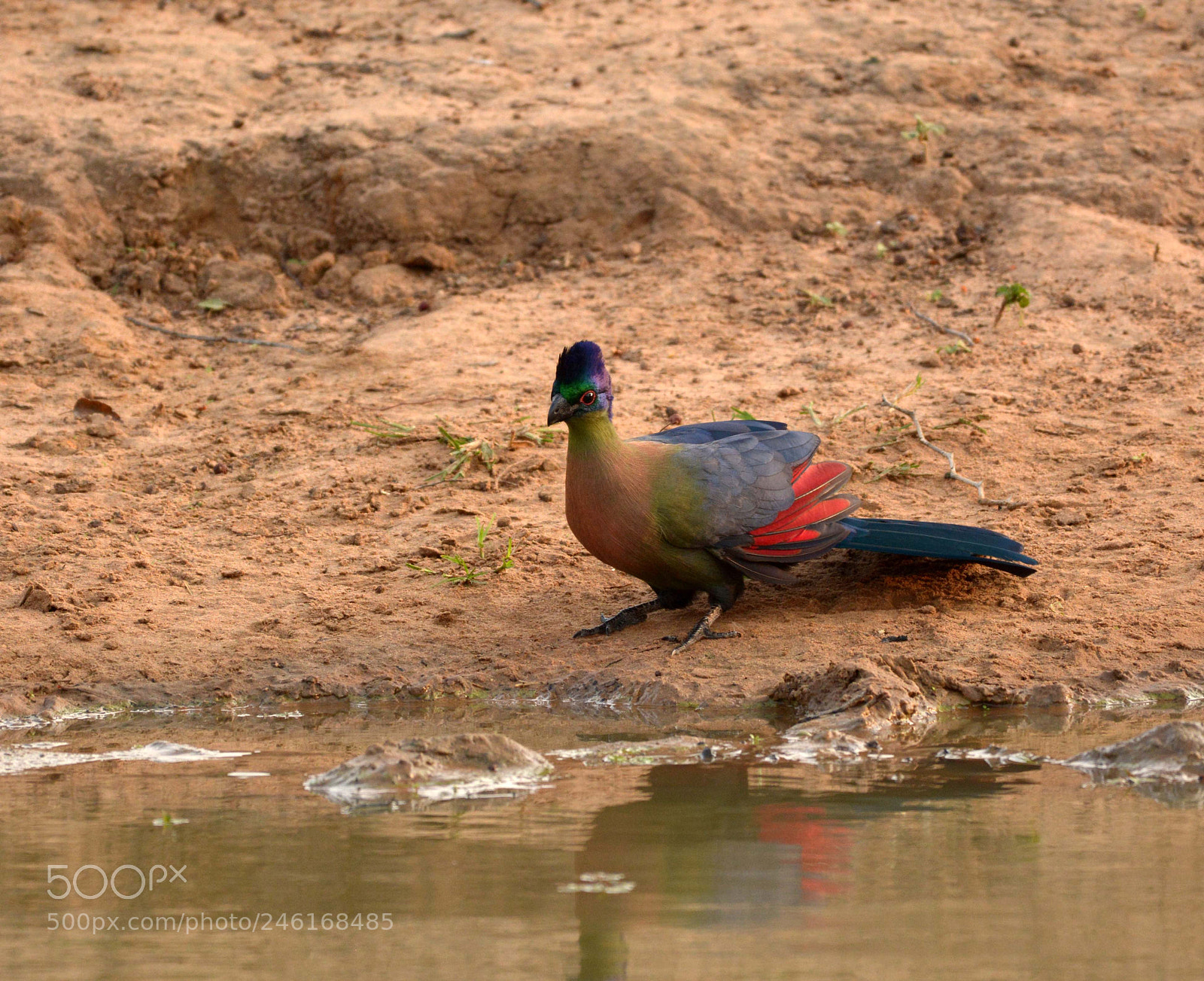 Nikon D7100 sample photo. Purple_crested turaco {lourie). photography