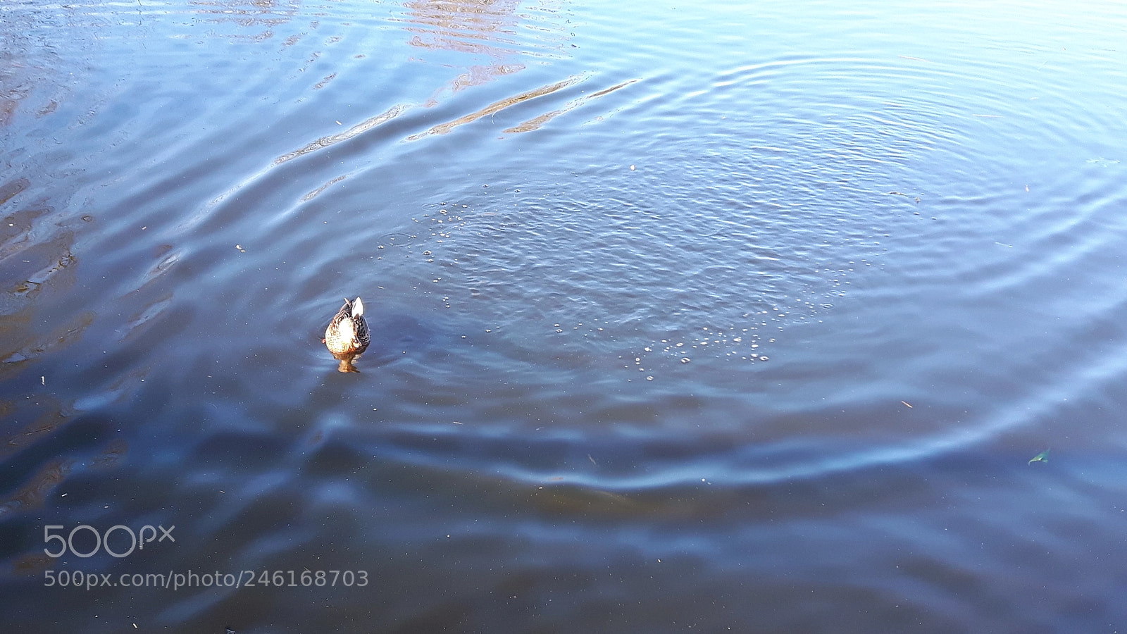 Samsung Galaxy S5 Neo sample photo. Leiden city photography
